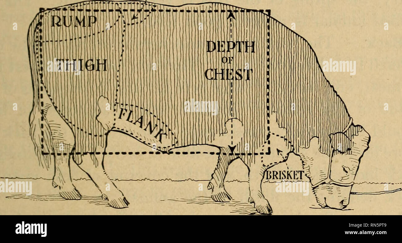. Animal husbandry. Livestock. PARTS OF THE BODY 173 The Body Chest