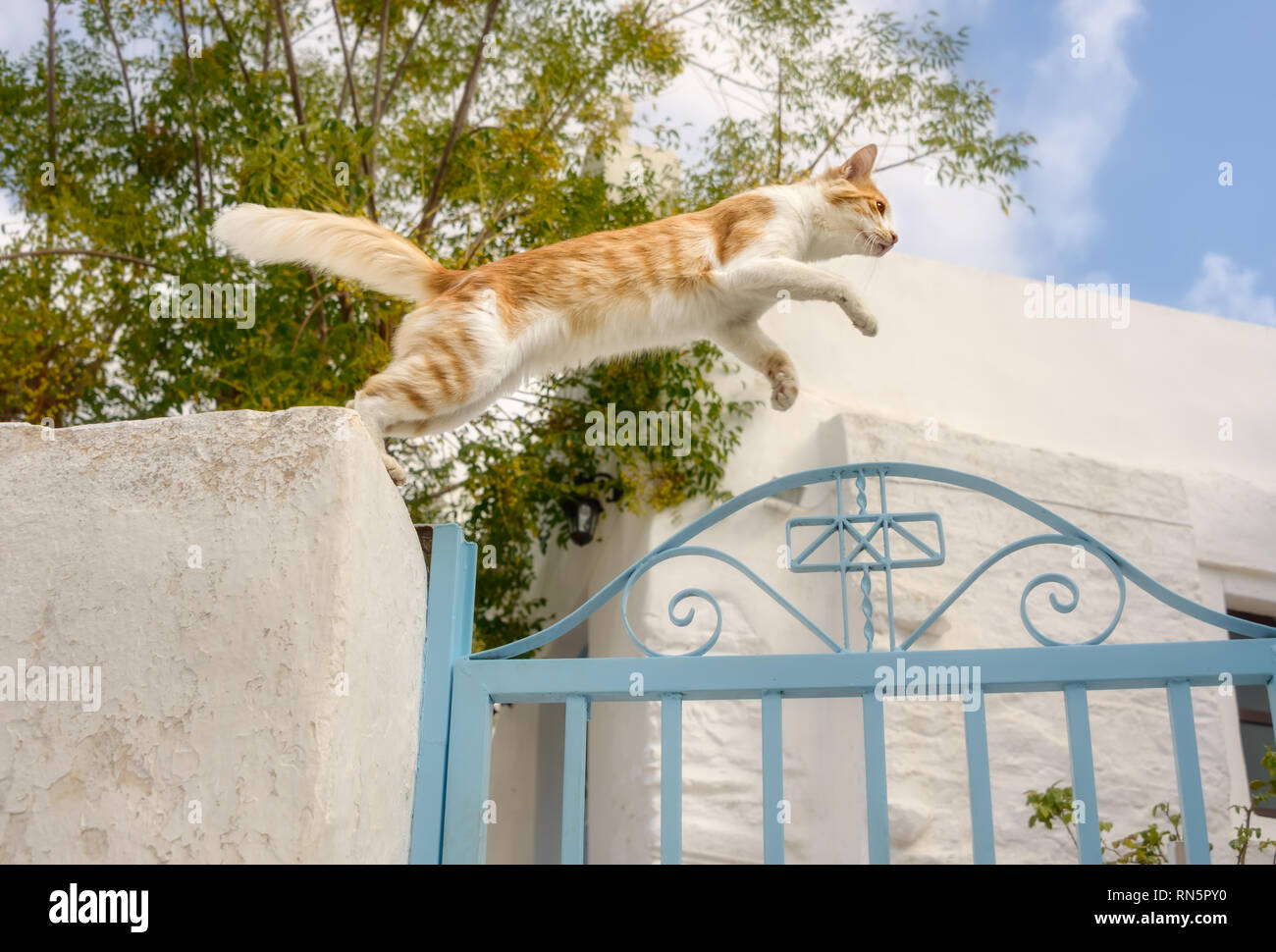 Funny red white tabby cat jumping over a blue garden gate in a Greek village, a low angle side view, Aegean island, Cyclades, Greece Stock Photo