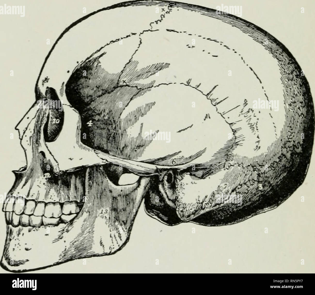 . Animal activities : a first book in zoölogy. Zoology; Animal behavior. 2l8 ANIMAL ACTIVITIES. The Mammalian Skeleton. For this study the class should be provided with at least one entire mammalian skeleton. A sheep's head, with the vertebrae of the neck, and a sheep's legs may be bought at almost any market. The muscles and tendons can be easily removed after boiling. Heads and limbs of fowl, rabbits, frogs, and other ver-. FiG. 176.—Human Skull. B, side view. tebrates should also be obtained at the markets and prepared for class use. A human skeleton, or a large chart showing the bones of t Stock Photo