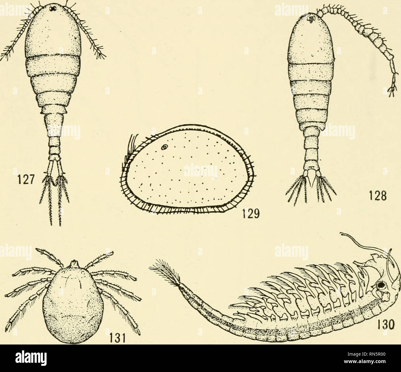 . Animal communities in temperate America : as illustrated in the Chicago region; a study in animal ecology. Animal ecology; Zoology -- Illinois Chicago. TEMPORARY POND COMMUNITIES 177 the ostracod (Cyprois marglnata X147) (Fig. 129), and the fairy shrimp (Eubranchipus) (148) (Fig. 130), all of which are characteristic of tempo- rary ponds. Red mites (Fig. 131) are also common (149). Professor Child (unpublished) has noted that the distribution each spring of Eubranchipus and of other temporary pond species is modified. Temporary Grassy Pond Animals Fig. 127.—A temporary pond copepod {Cyclops  Stock Photo
