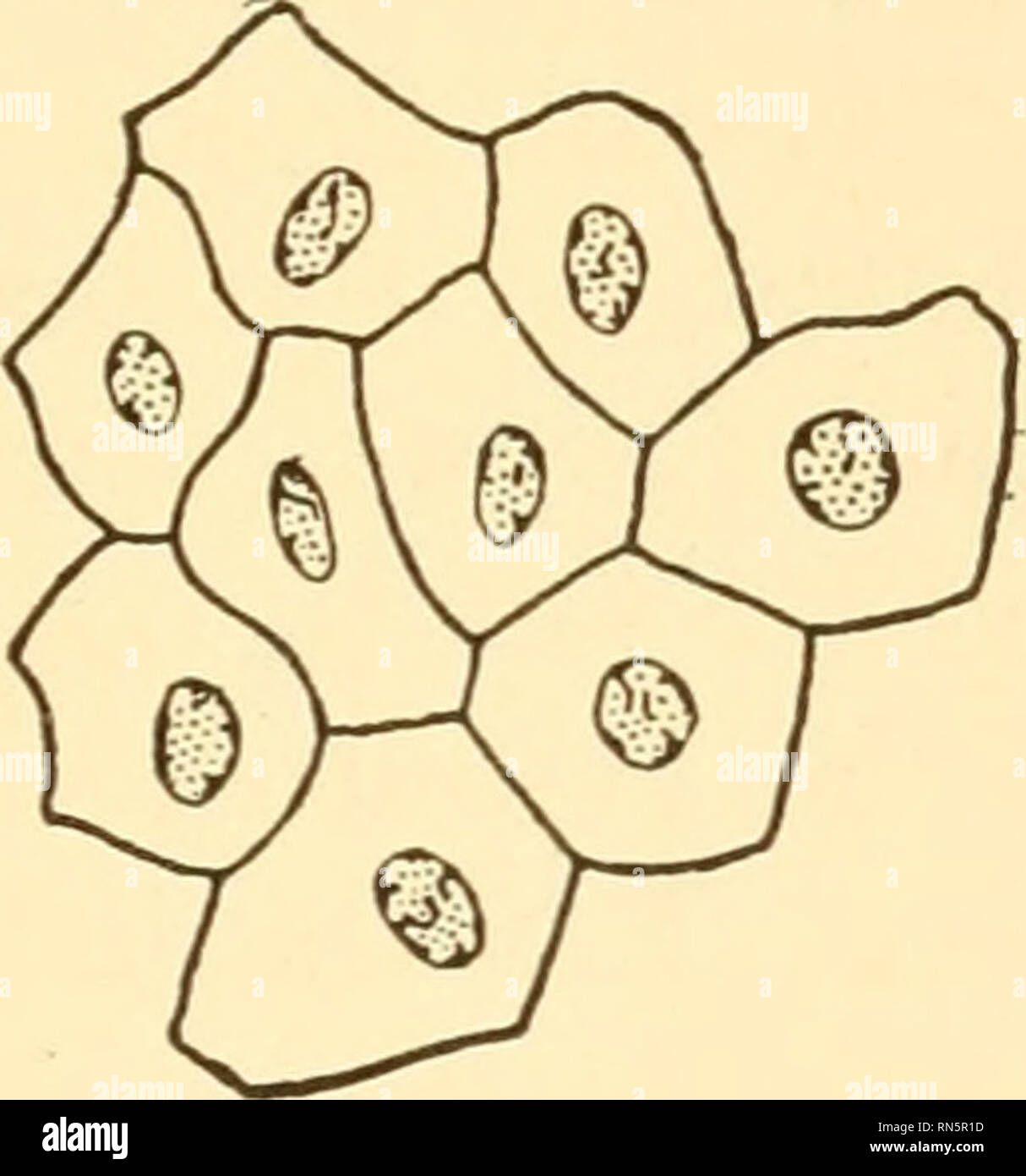 Animal biology. Biology; Zoology; Physiology. CHAPTER II CELLULAR ORGANIZATION OF LIFE Science never destroys wonder, but only shifts it, higher and deeper. — Thomson. With a synoptic view of the scope Animal biology. Biology; Zoology; Physiology. CHAPTER II CELLULAR ORGANIZATION OF LIFE Science never destroys wonder, but only shifts it, higher and deeper. — Thomson. With a synoptic view of the scope