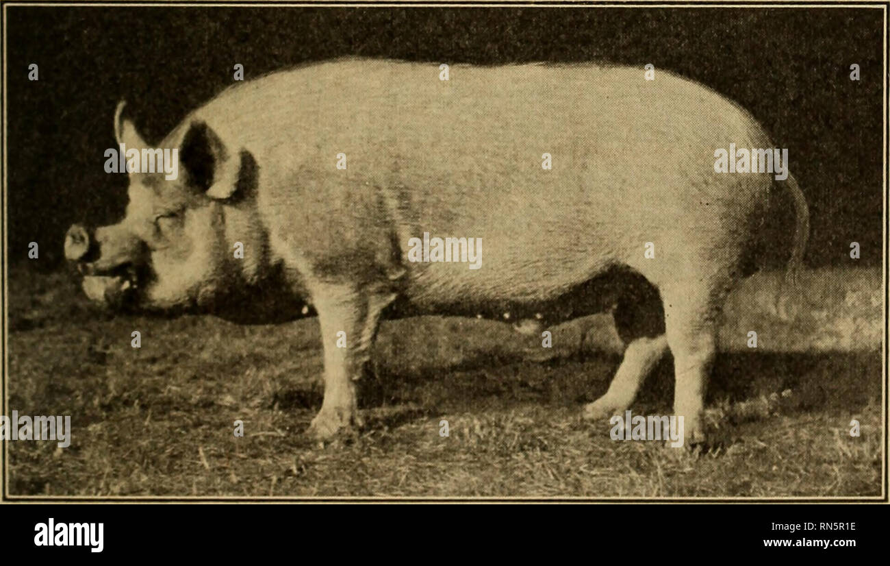 . Animal husbandry. Livestock. YORKSHIRE HOG 159 The Cheshire. — The