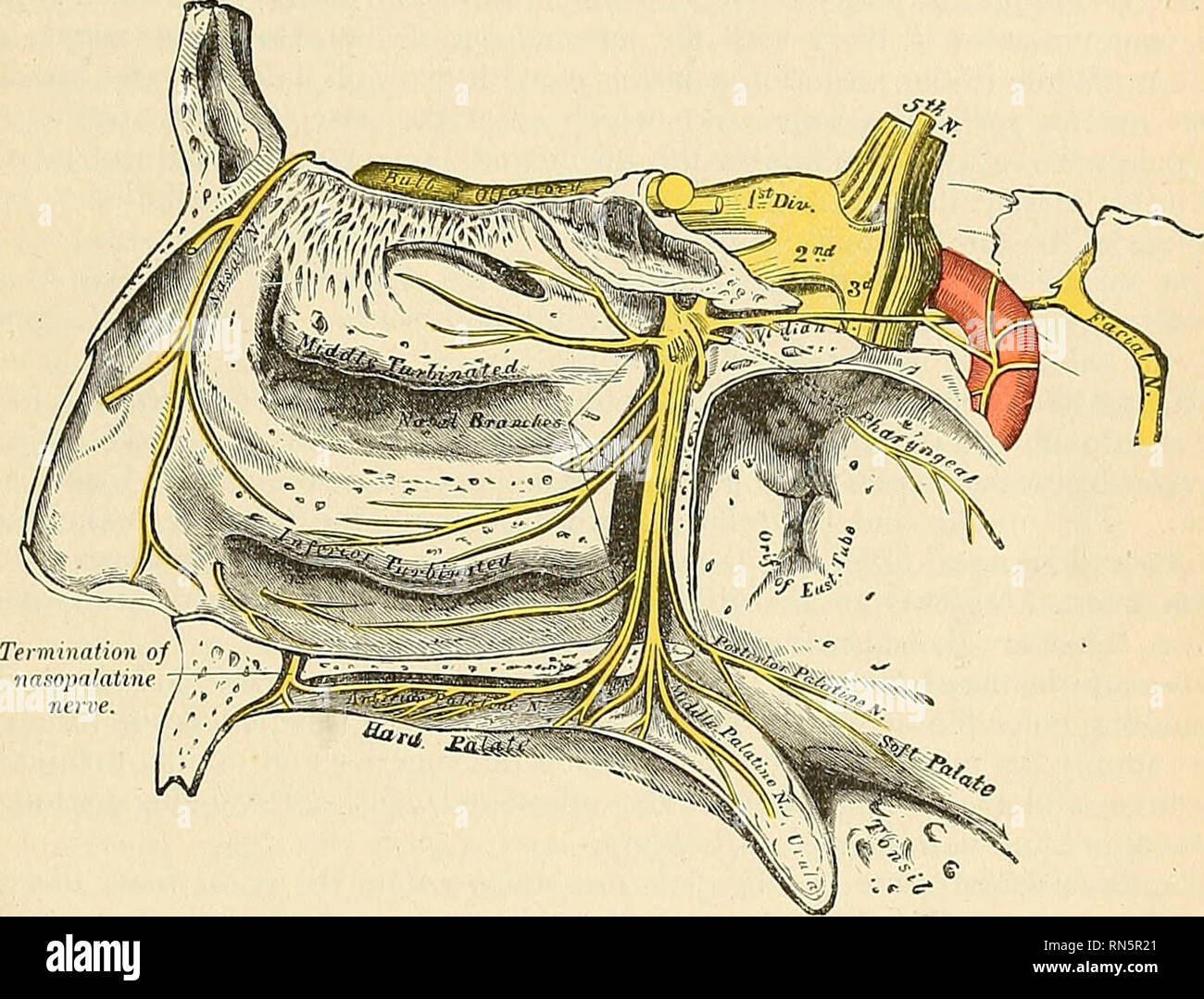 . Anatomy, descriptive and applied. Anatomy. THE FIFTH, TRIGEMINAL, OR TRIFACIAL NERVE 985 enter the ganglion, constituting its sensor root. Its motor root is derived from tlie facial nerve through the large superficial petrosal nerve, and its sympathetic root from the carotid plexus, through the large deep petrosal nerve. These two nerves join together before their entrance into the ganglion to form a single nerve, the Vidian. The large or great superficial petrosal branch (h. petrosus superficialis major) (Fig. 744) is given off from tlie geniculate ganglion implanted on the external genu of Stock Photo