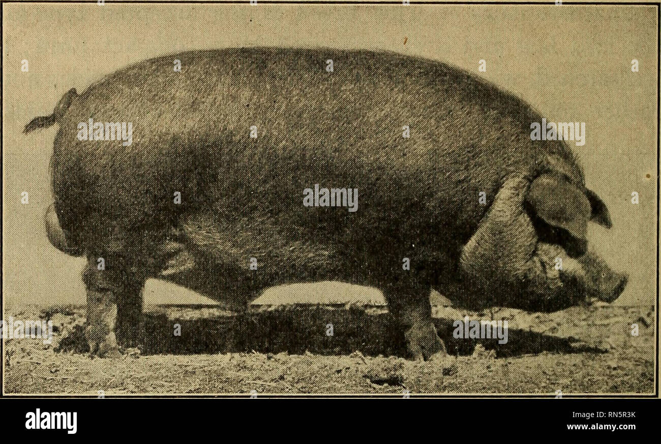 Animal husbandry. Livestock. 154 BREEDS OF SWINE. Fig. 59. — Duroc Jersey  hog. inally large and coarse, with large pendulous ears. Later, they were  crossed with a strain of red hogs