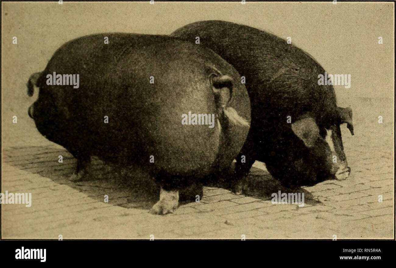 . Animal husbandry. Livestock. POLAND CHINA HOG 153 Characteristics