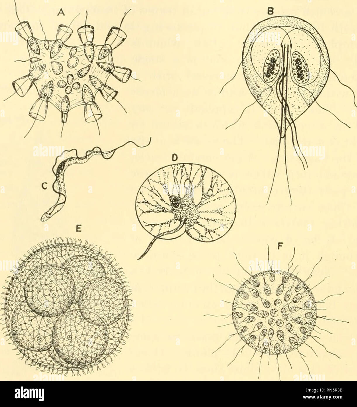 . Animal biology. Zoology; Biology. 80 PROTOZOA The Mastigophora (Fig. 27) are divided into two groups: (1) Those which are animal-hke and which may be holozoic, saprophytic, or ento- zoic. Saprophijtic imphes the absorption of nonUving organic matter in solution directly through the surface of the body. Entozoic means living within the bodies of other animals. Such species live in the intestinal tract or blood stream of man or in the intestines of insects. (2) Those. Fig. 27.—Several different species of Mastigophora. A, Proterospongia haeckeli Kent. {From Kent, &quot;A Manual of the Infusori Stock Photo