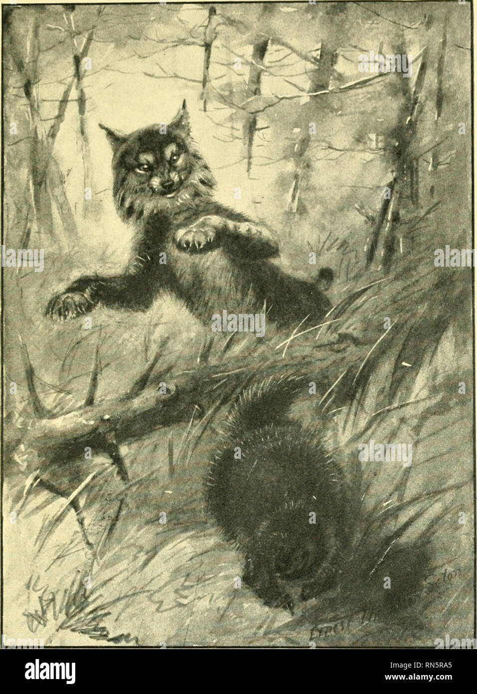 Animal Heroes Being The Histories Of A Cat A Dog A Pigeon A Lynx Two Wolves Amp A Reindeer And In Elucidation Of The Same Over 200 Drawings Animals Legends And