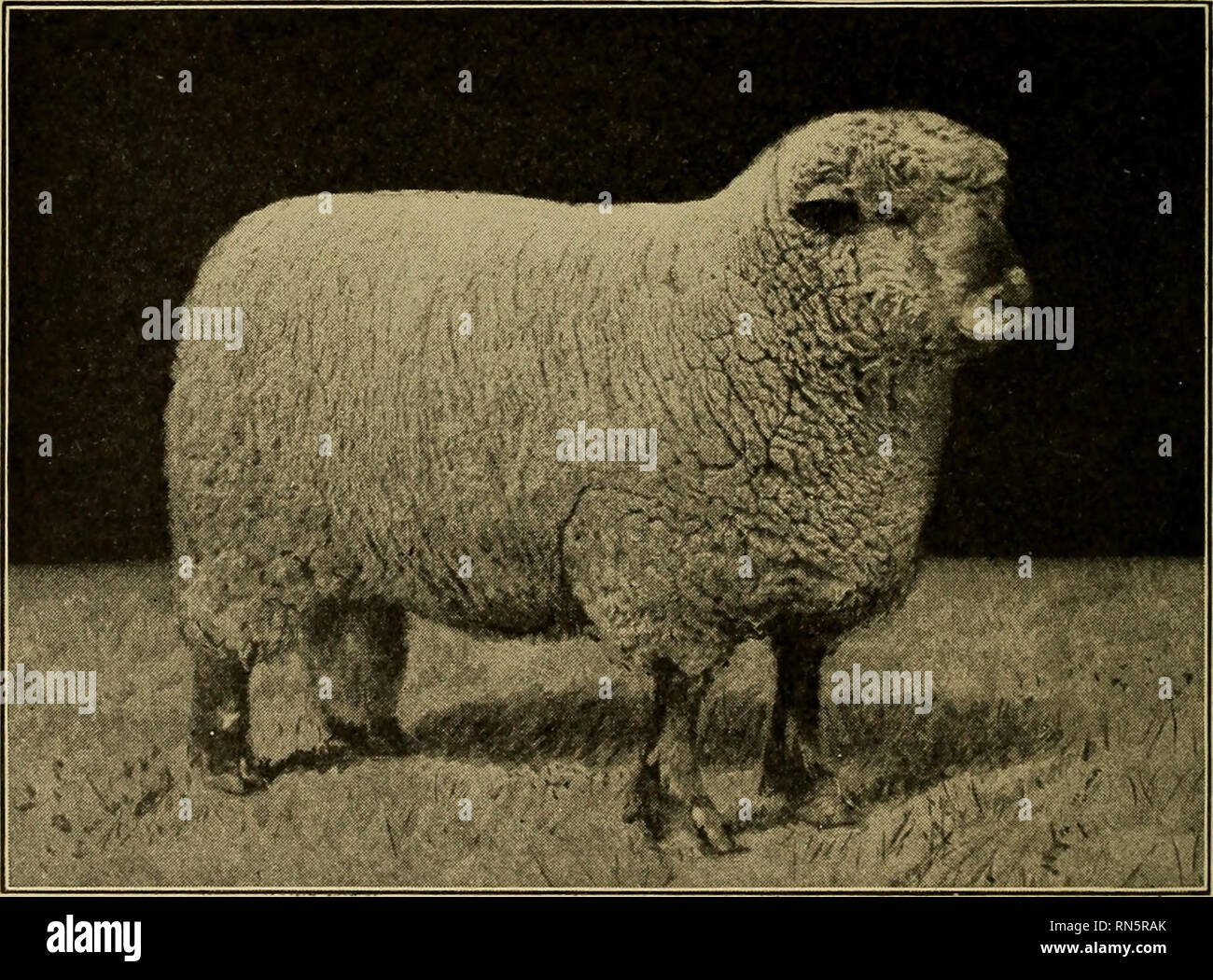 Animal husbandry. Livestock. 136 BREEDS OF SHEEP AND GOATS level, wide rumps. A good development of the " leg o' mutton " is also necessary in good types. They do not Animal husbandry. Livestock. 136 BREEDS OF SHEEP AND GOATS level, wide rumps. A good development of the " leg o' mutton " is also necessary in good types. They do not