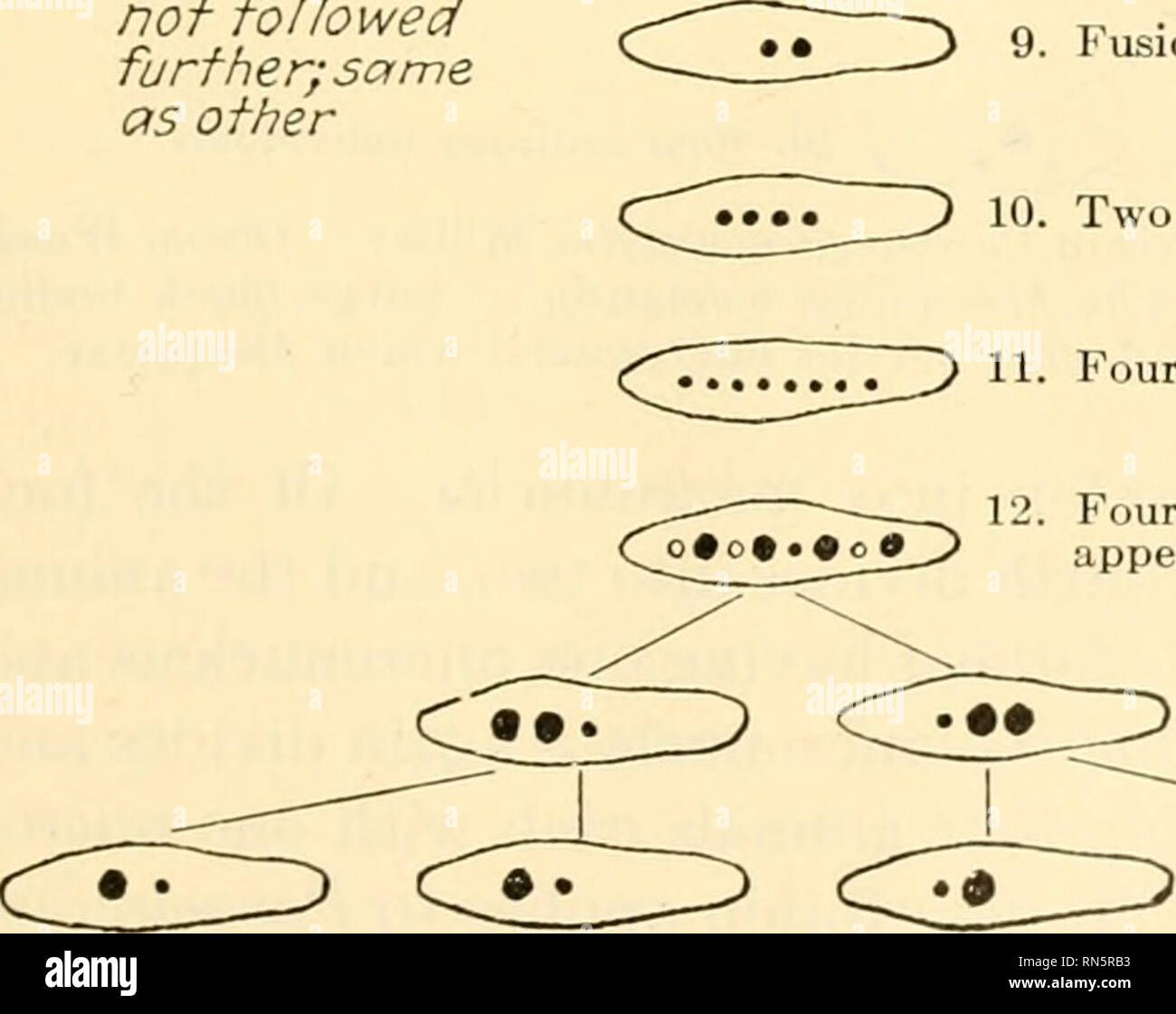 Animal Biology Zoology Biology 777 5 Animal Not Followed Further Same As Other 1 Two Paramecia Come Together Micronucleils Divides Macronucleus Begins To Dis Integrate 3 Micronuclei Divide And Three Of Four
