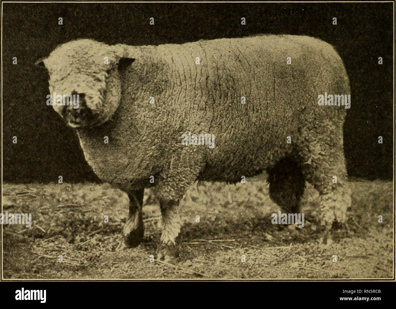 Animal husbandry. Livestock. 134 BREEDS OF SHEEP AND GOATS flocks, produce a liberal clipping of good wool, and give a mutton carcass of fair quality. Rams of this breed weigh from Animal husbandry. Livestock. 134 BREEDS OF SHEEP AND GOATS flocks, produce a liberal clipping of good wool, and give a mutton carcass of fair quality. Rams of this breed weigh from