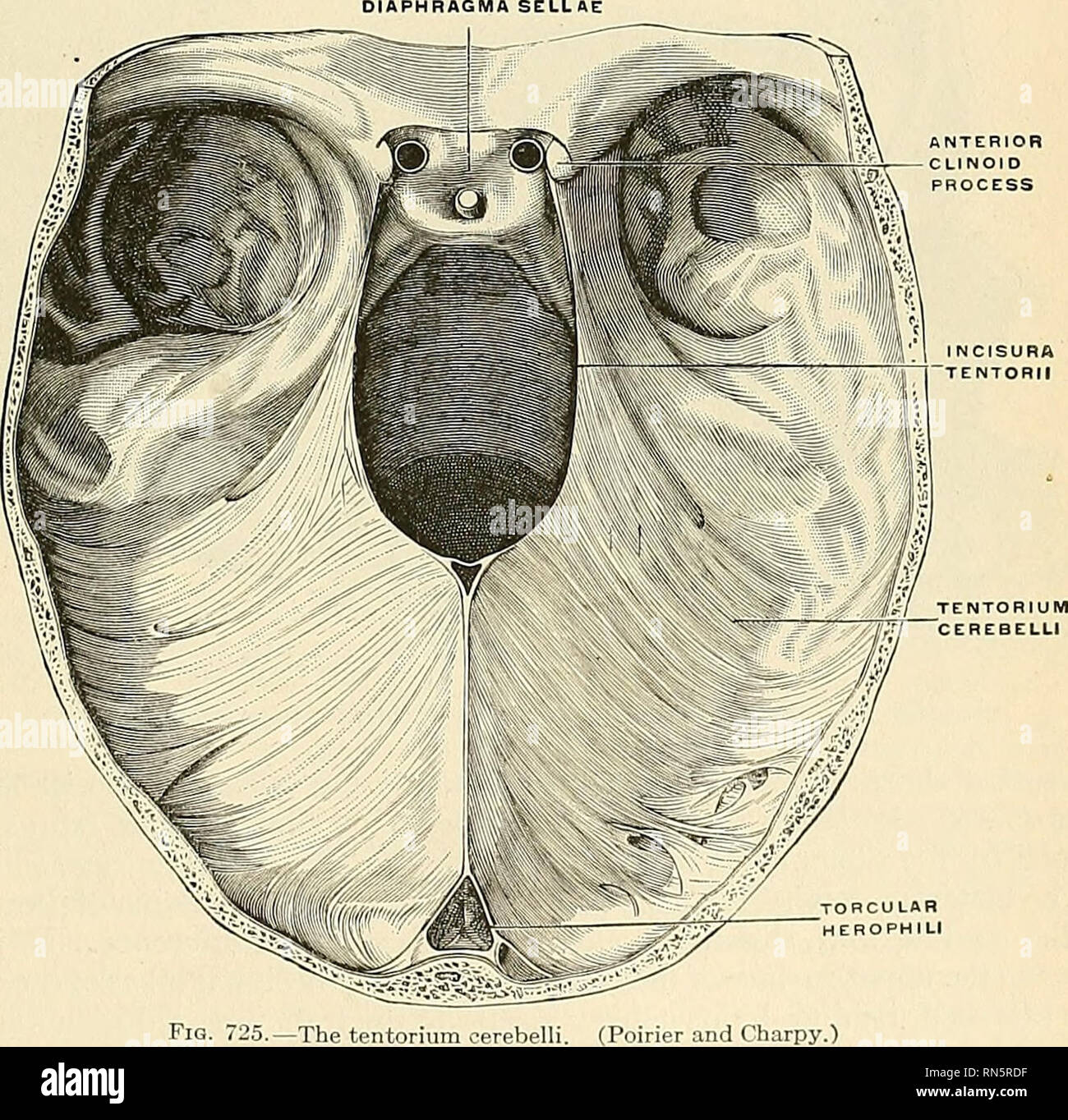 . Anatomy, descriptive and applied. Anatomy. ^1 LAYER DOTHEI.IAL LINING Fig. 724.—The structure of the dura. Section through the cranial vault of a child, slightly enlarged. (Poirier and Charpy.) HRAGMA SELL AE. Fig. 725.—The tentorium oerebell sends a process into the internal auditory meatus, ensheathing the facial and auditory nerves; another through the jugular foramen, forming a sheath for the structures which pass through this opening; and a third through the anterior con- dylar foramen. Around the margin of the foramen magnum it is closely adherent to the bone, and is continuous with th Stock Photo