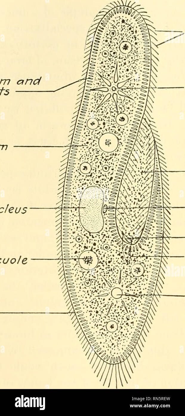 Paramecium Trichocysts