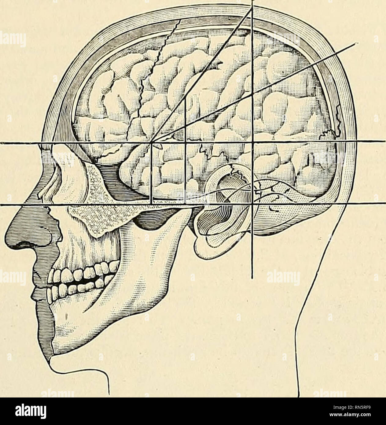  anatomy descriptive and applied anatomy cortical localization of