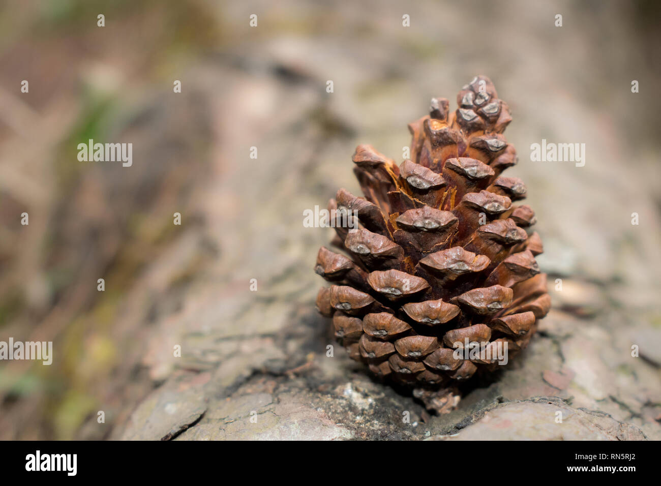 Brown pine cone standing on a pine tree root/bark Stock Photo