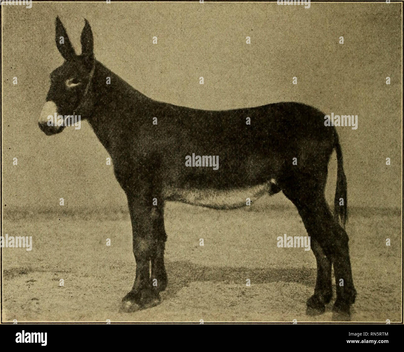 . Animal husbandry. Livestock. 102 BREEDS OF HORSES. Fig. 29. — Donkey