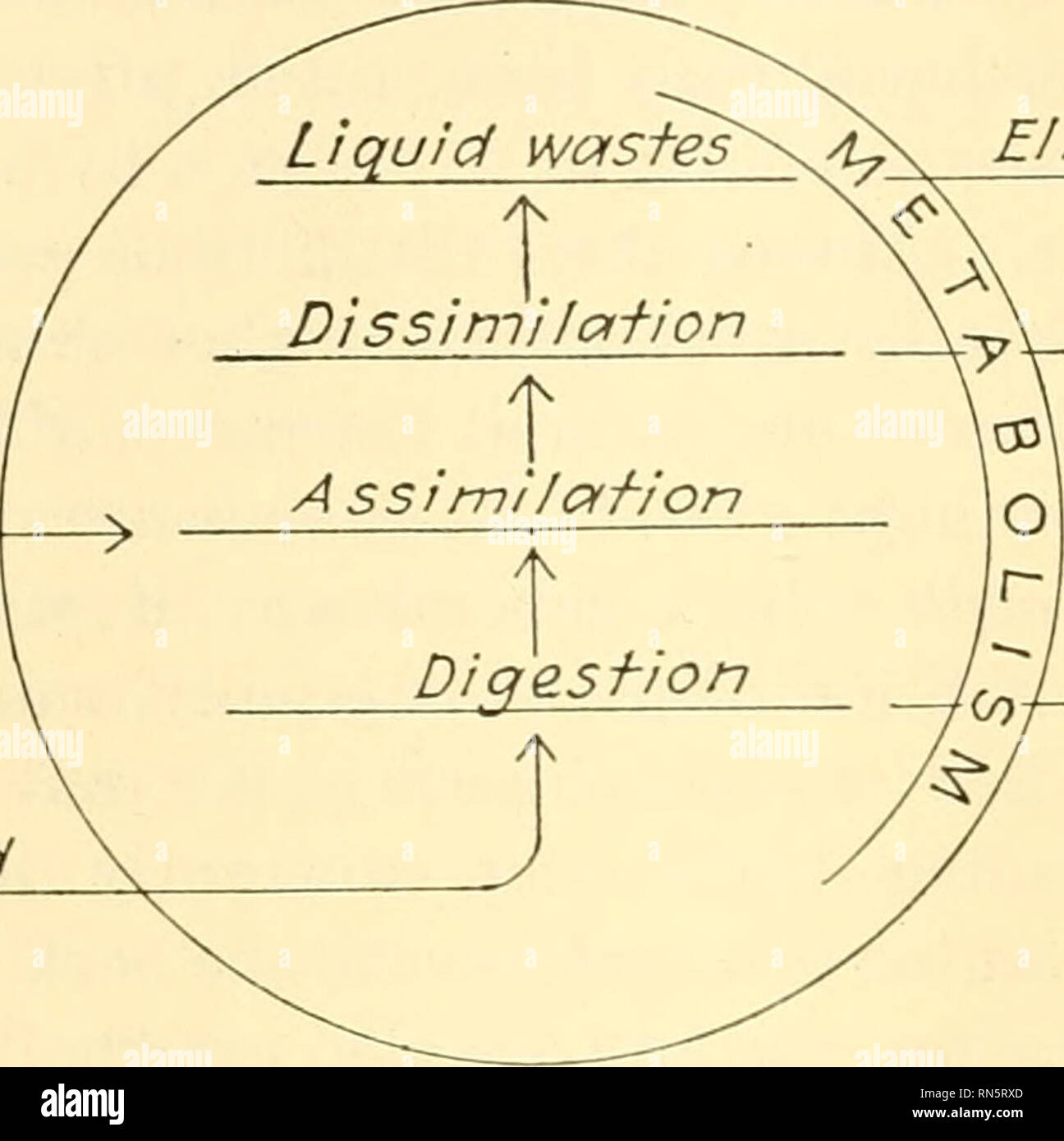 Urea excretion hires stock photography and images Alamy