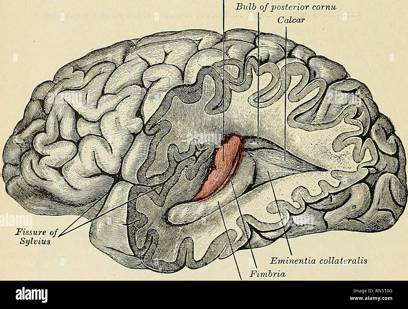 . Anatomy, descriptive and applied. Anatomy. 942 THE NERVE SYSTE3I the