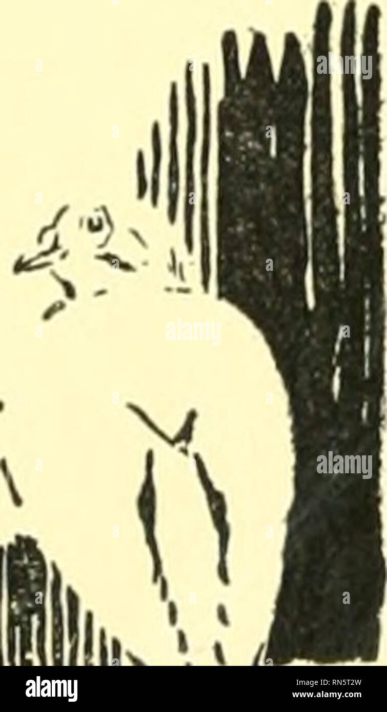 . Animal heroes; being the histories of a cat, a dog, a pigeon, a lynx, two wolves & a reindeer and in elucidation of the same over 200 drawings. Animals, Legends and stories of. . Please note that these images are extracted from scanned page images that may have been digitally enhanced for readability - coloration and appearance of these illustrations may not perfectly resemble the original work.. Seton, Ernest Thompson, 1860-1946. New York Scribner Stock Photo