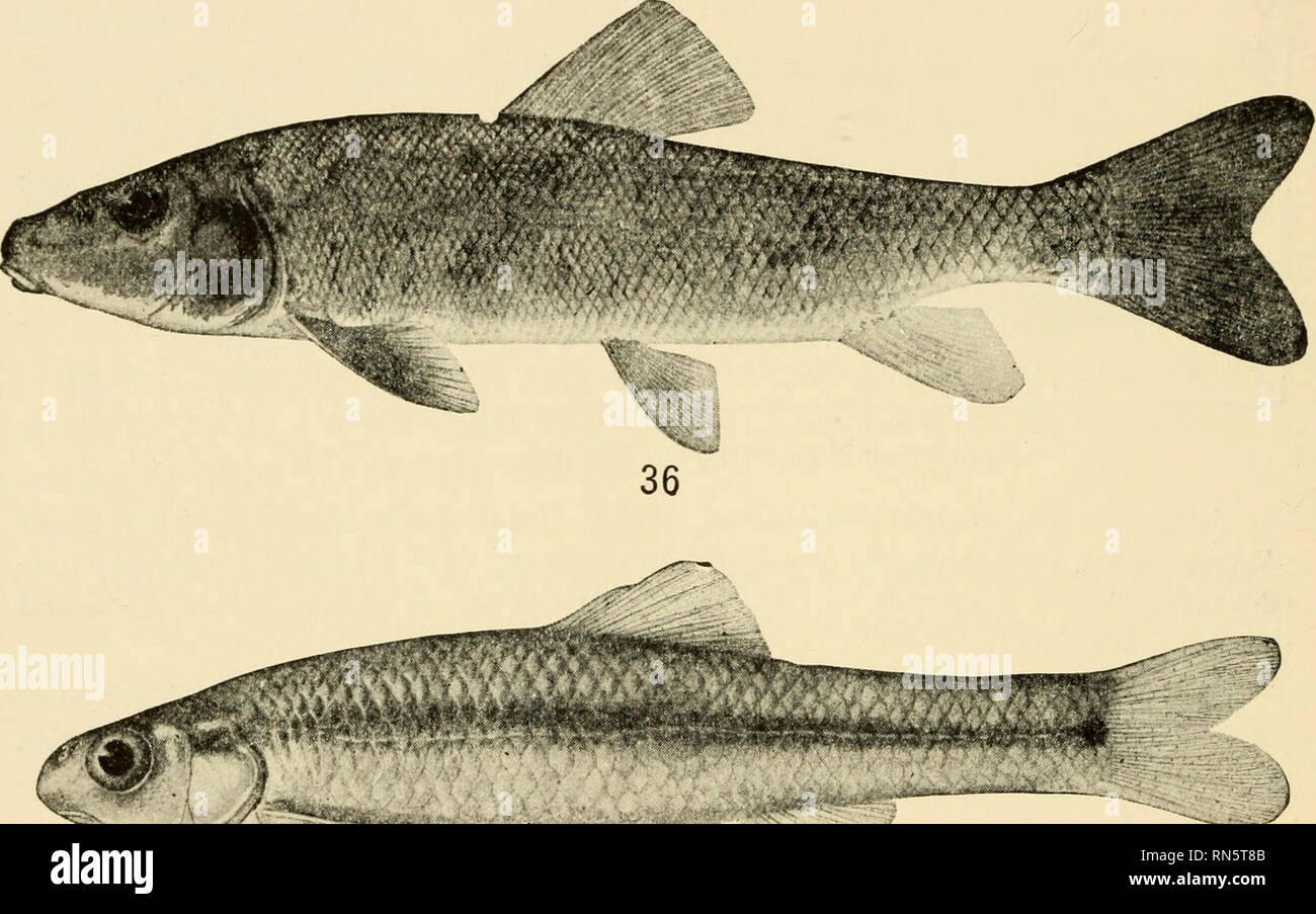 . Animal communities in temperate America : as illustrated in the Chicago region; a study in animal ecology. Animal ecology; Zoology -- Illinois Chicago. 37 Pioneer Stream Fishes Fig. 35.—Black-nosed dace {Rhinichthys atronasus) (from Forbes and Richardson). Fig. 36.—Common sucker (Catostomus commersonii); length 18 in. (from Meek and Hildebrand after Forbes and Richardson). Fig. 37.—Blunt-nosed minnow (Pimephales notatus); length 2 to 3! in. (from Forbes and Richardson). dry weather; adults of the aquatic insects creep into moist places when the stream dries. Allee (53) has found that isopods Stock Photo