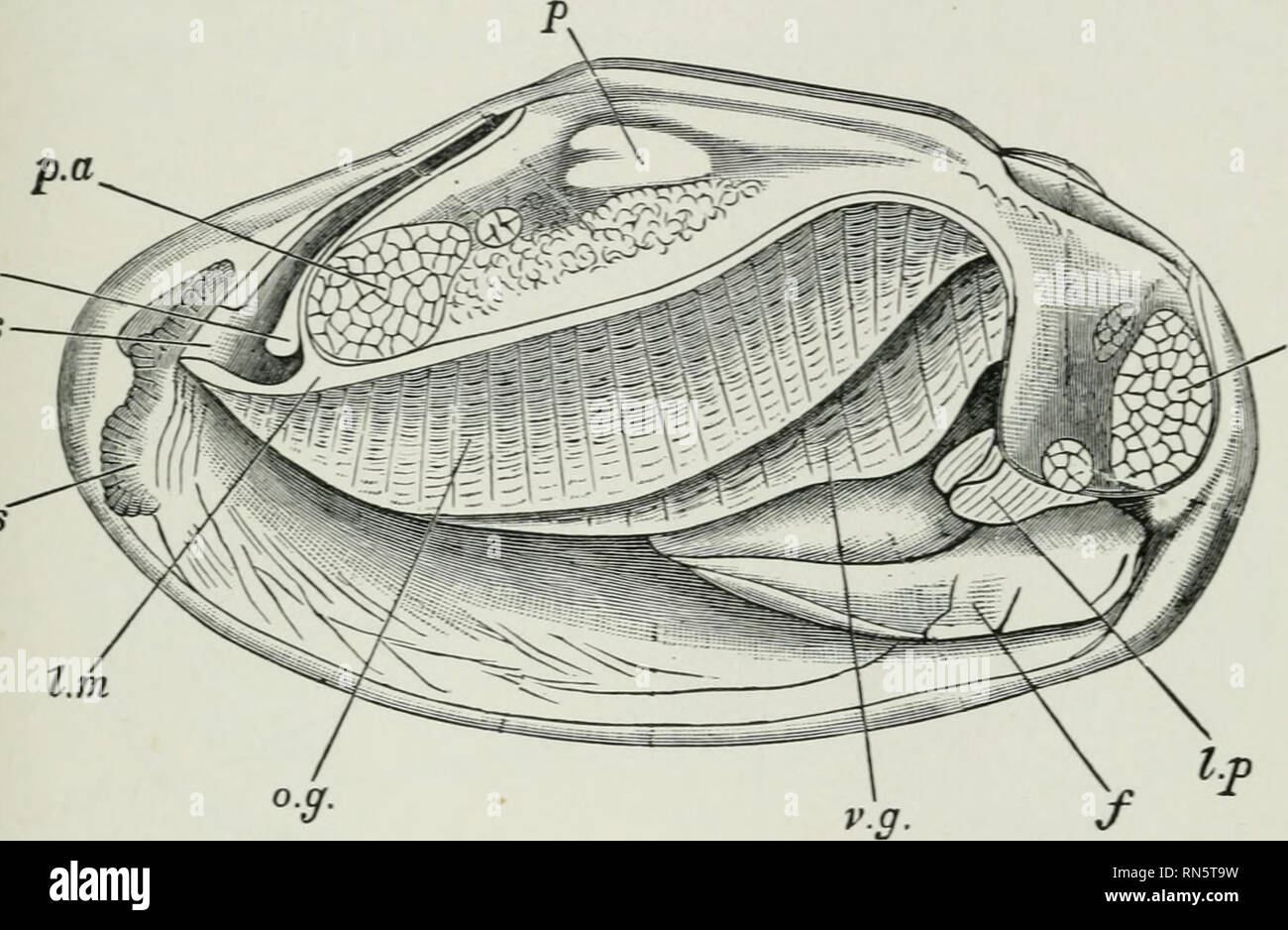 . Animal activities : a first book in zoรถlogy. Zoology; Animal behavior ... Biology Diagrams