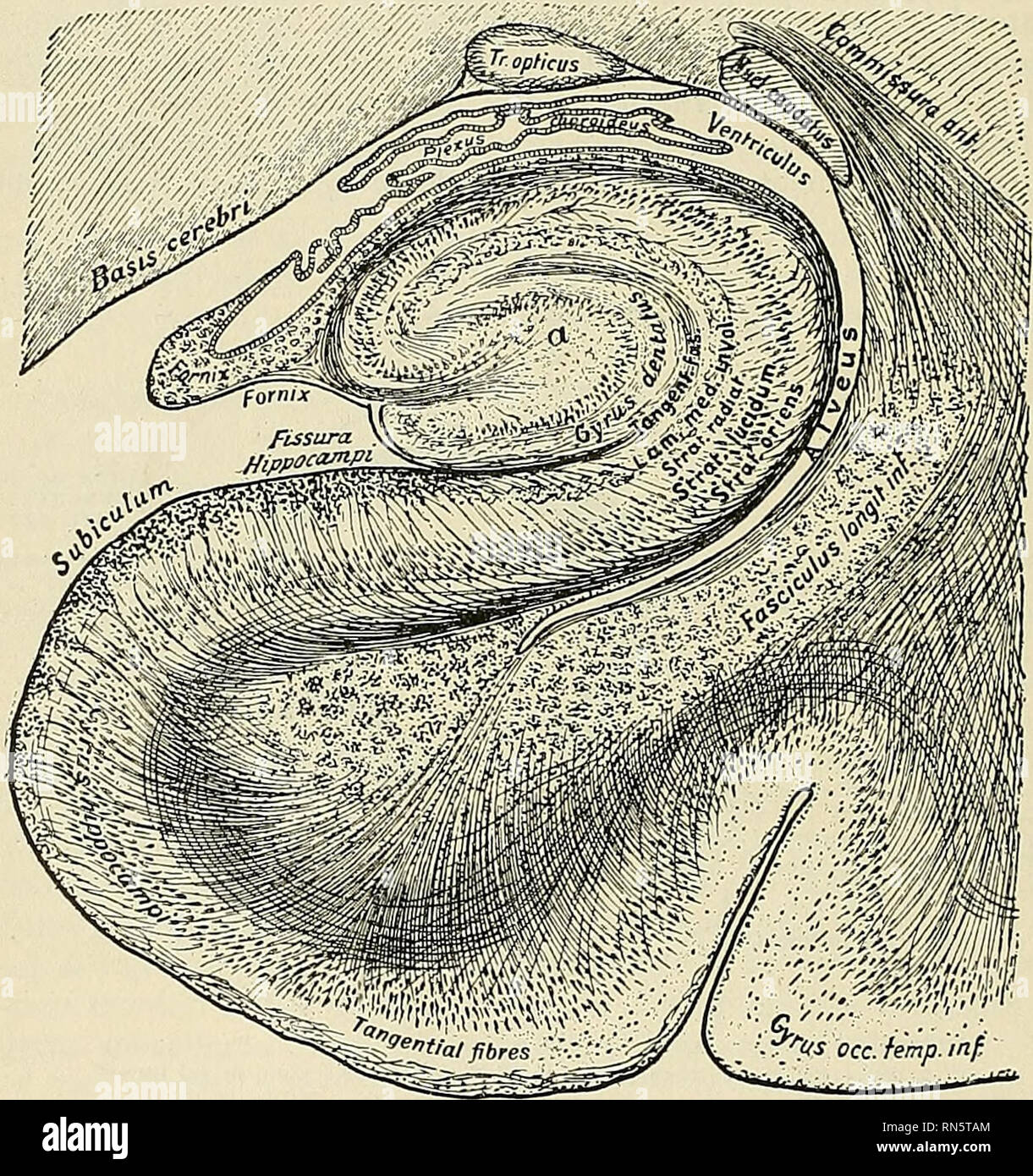 hippocampus anatomy dentate gyrus hippocampus anatomy dentate gyrus