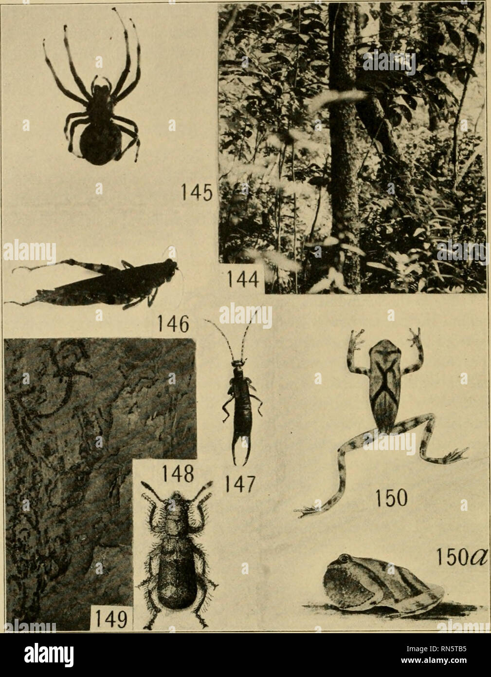 . Animal communities in temperate America, as illustrated in the Chicago region ; a study in animal ecology. Animal ecology; Zoology. 194 WET FOREST COMMUNITIES. Representatives of the Tamarack Sw.uip Community Fig. 144.—View in the den^e vegetation of the tamarack swamp. Fig. 145.—Female orb-weaver {Epeira gigas); about natural size. Fig. 146.—^The brindled locust {Melanoplns pundiilatus); natural size. Fig. 147.—An esxmg {Apterygida aculeata); natural size. Fig. 148.—An engraver beetle destroyer {Cleridae, Thanasimus duhius); 3 times natural size (from Blatchley after Wolcott). Fig. 149.—The Stock Photo