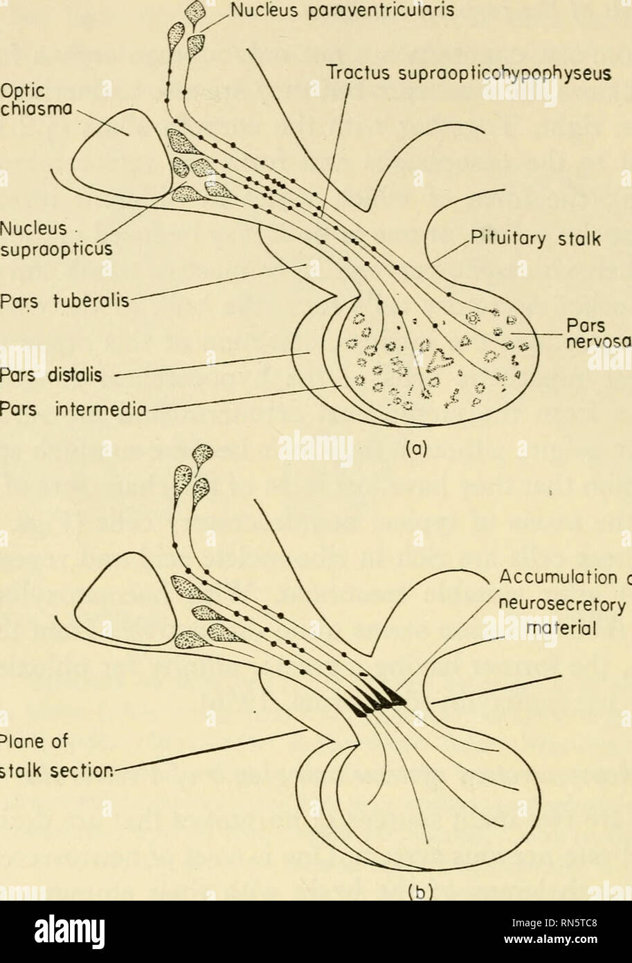 Supraoptic nucleus hires stock photography and images Alamy