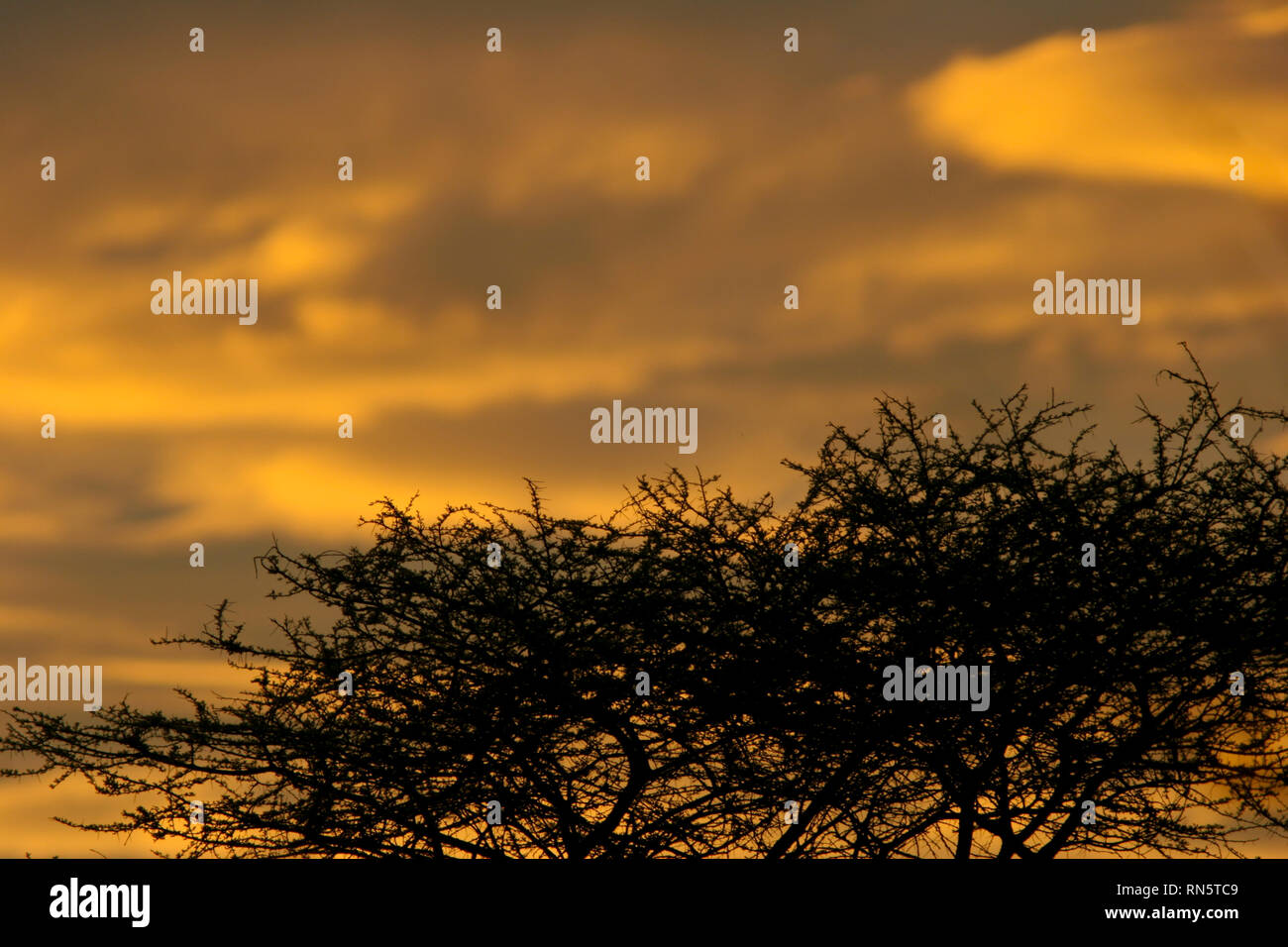 Savannah night hi-res stock photography and images - Alamy