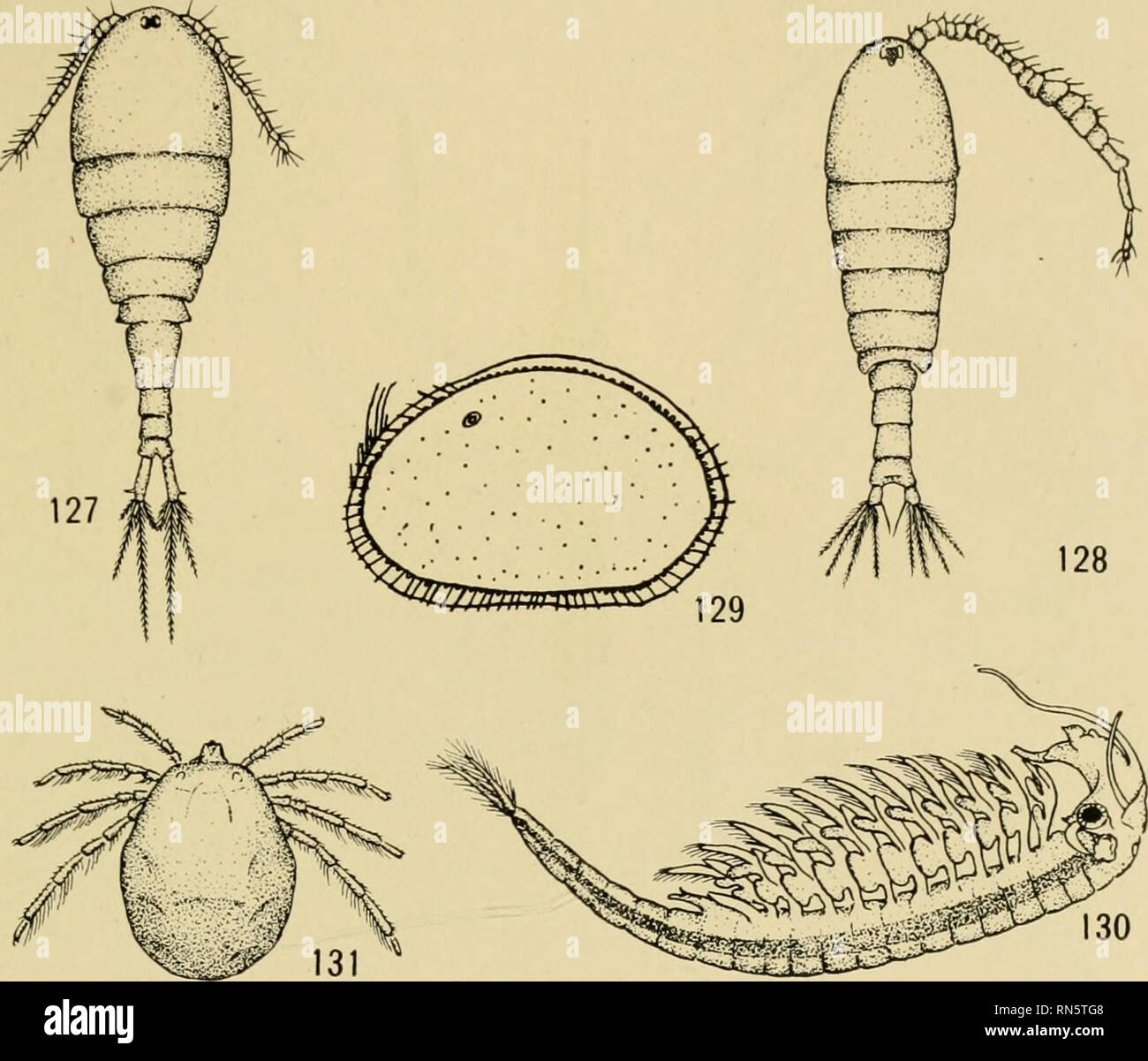 . Animal communities in temperate America, as illustrated in the Chicago region ; a study in animal ecology. Animal ecology; Zoology. TEMPORARY POND COMMUNITIES 177 the ostraccd {Cyprois marg'niata )(i47) (Fig. 129), and the i-airy shrimp (Eubranchipus) (148) (Fig. 130), all of which are characteristic of tempo- rary ponds. Red mites (Fig. 131) are also common (149). Professor Child (unpublished) has noted that the distribution each spring of Eubranchipus and of other temporary pond species is modified. Temporary Grassy Pond Animals Fig. 127.—A temporary pond copepod {Cyclops viridis amcricanu Stock Photo