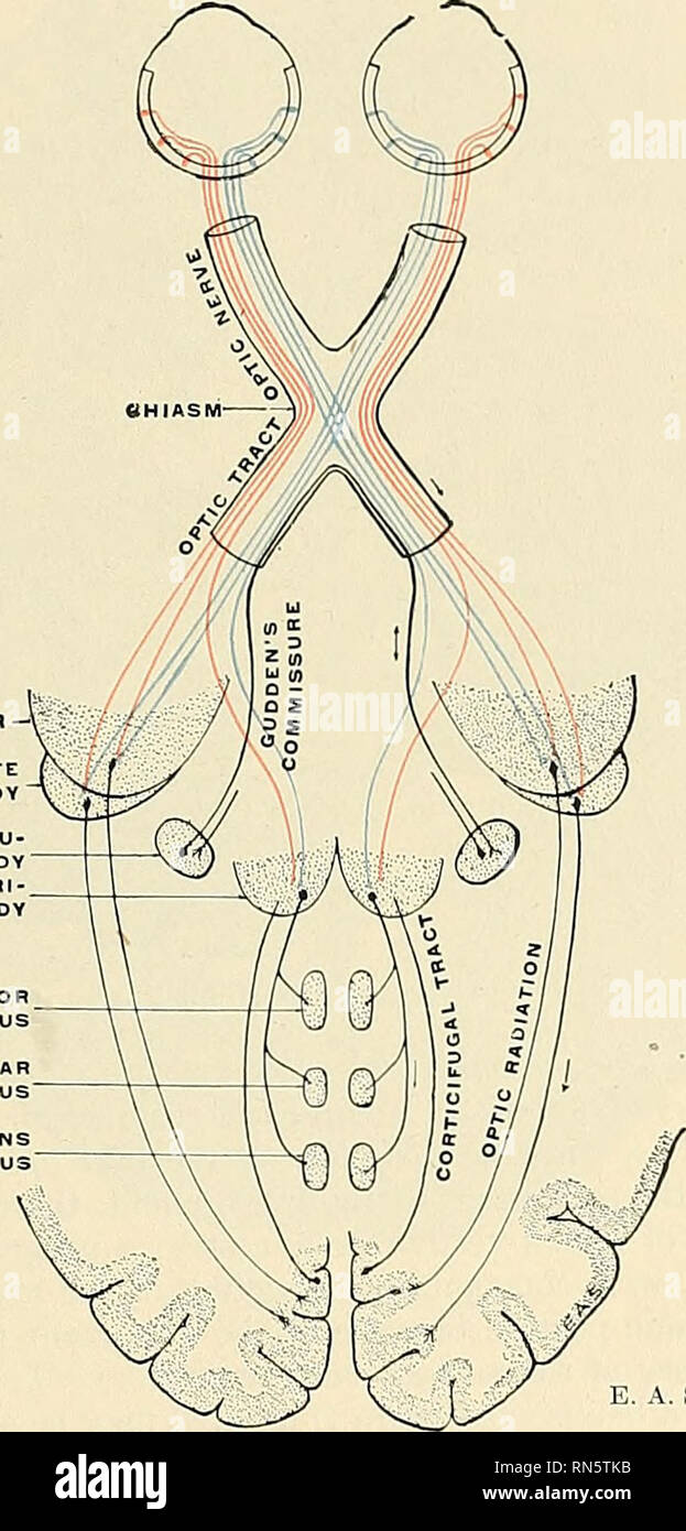 . Anatomy, descriptive and applied. Anatomy. JPAMTS DERIVED FROM THE FORE-BRAIN mi The axones of corticifiigal neurones proceed to the nucleus of the superior quadri- geminal body along the optic radiation/ Some fibres are detached from the optic tract and course through the crus cerebri to the oculomotor nucleus. These fibres are small, and are believed to he afjferent branches for the Sphincter pupillse and Ciliary muscles. The connections of the external geniculate body and pulvinar with the higher cortical centre of vision are established by neurones, the cells of which lie in the two gang Stock Photo