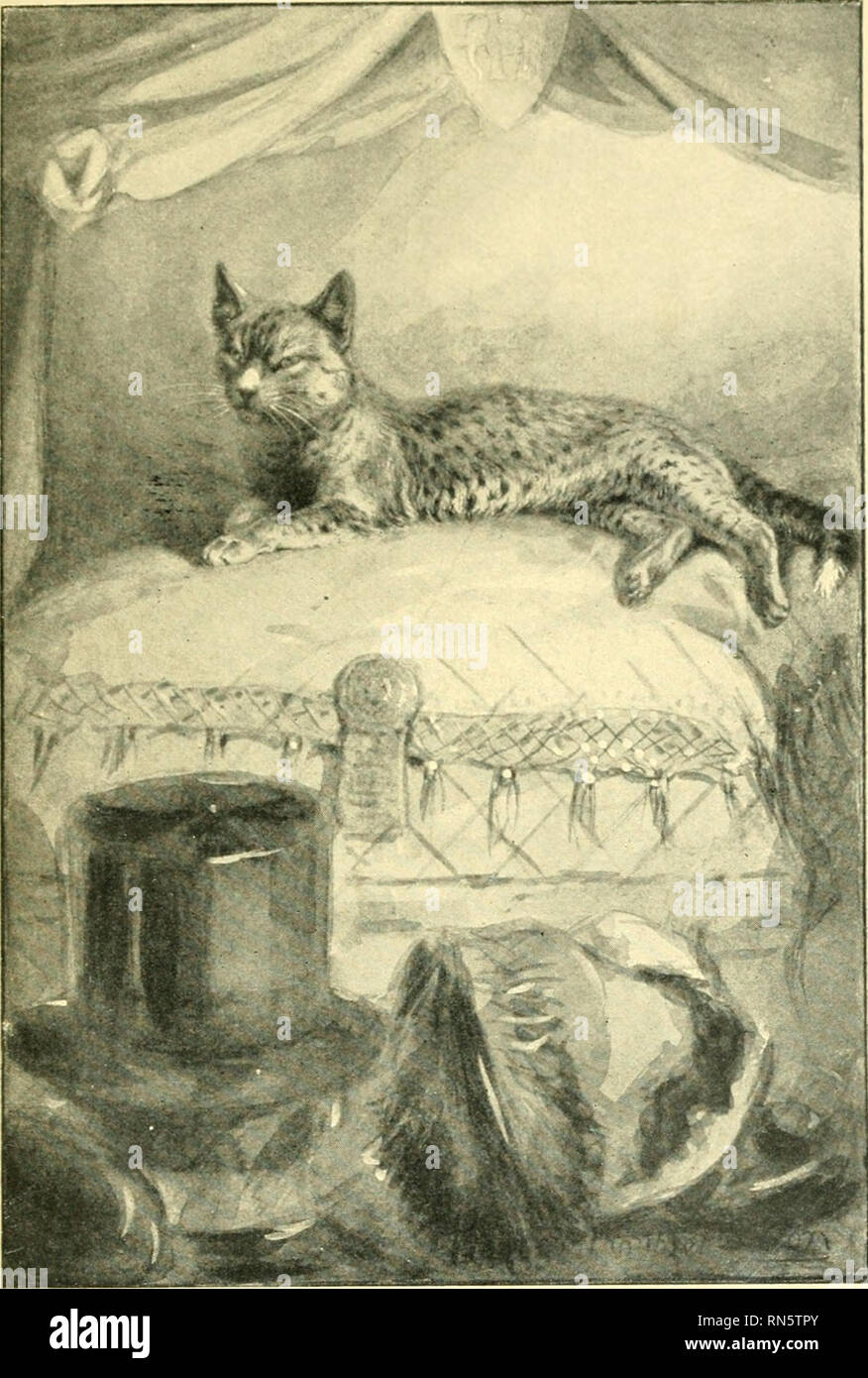 Animal Heroes Being The Histories Of A Cat A Dog A Pigeon A Lynx Two Wolves Amp A Reindeer And In Elucidation Of The Same Over 200 Drawings Animals Legends And