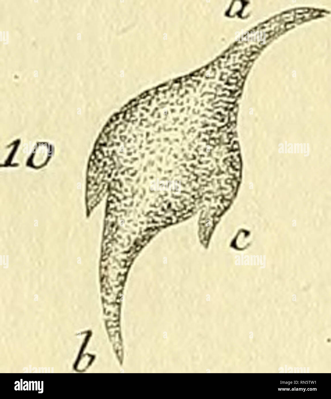 Animalcula Infusoria Fluviatilia Et Marina Infusoria Animalcules T H Xvn Z Wi 3 E 3 L G F Jz V J3 14 I6k A I7 Please Note That These Images