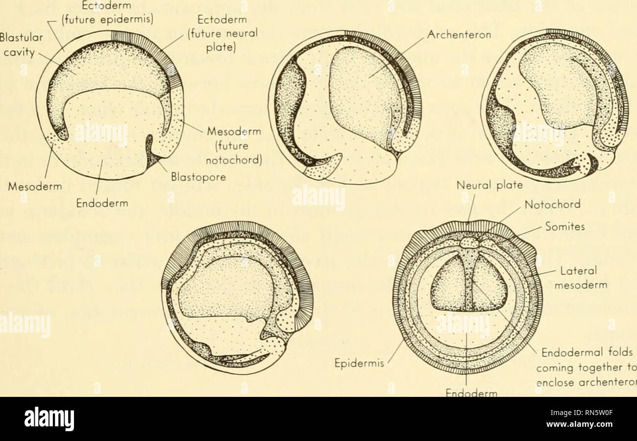 Animal growth and development. Embryology; Growth; Biology; Growth;  Embryology; Animals -- growth & development. The Developmenf of the  Vertebrate Embryo 59 themselves exteriorly up against the ectoderm to  become the second