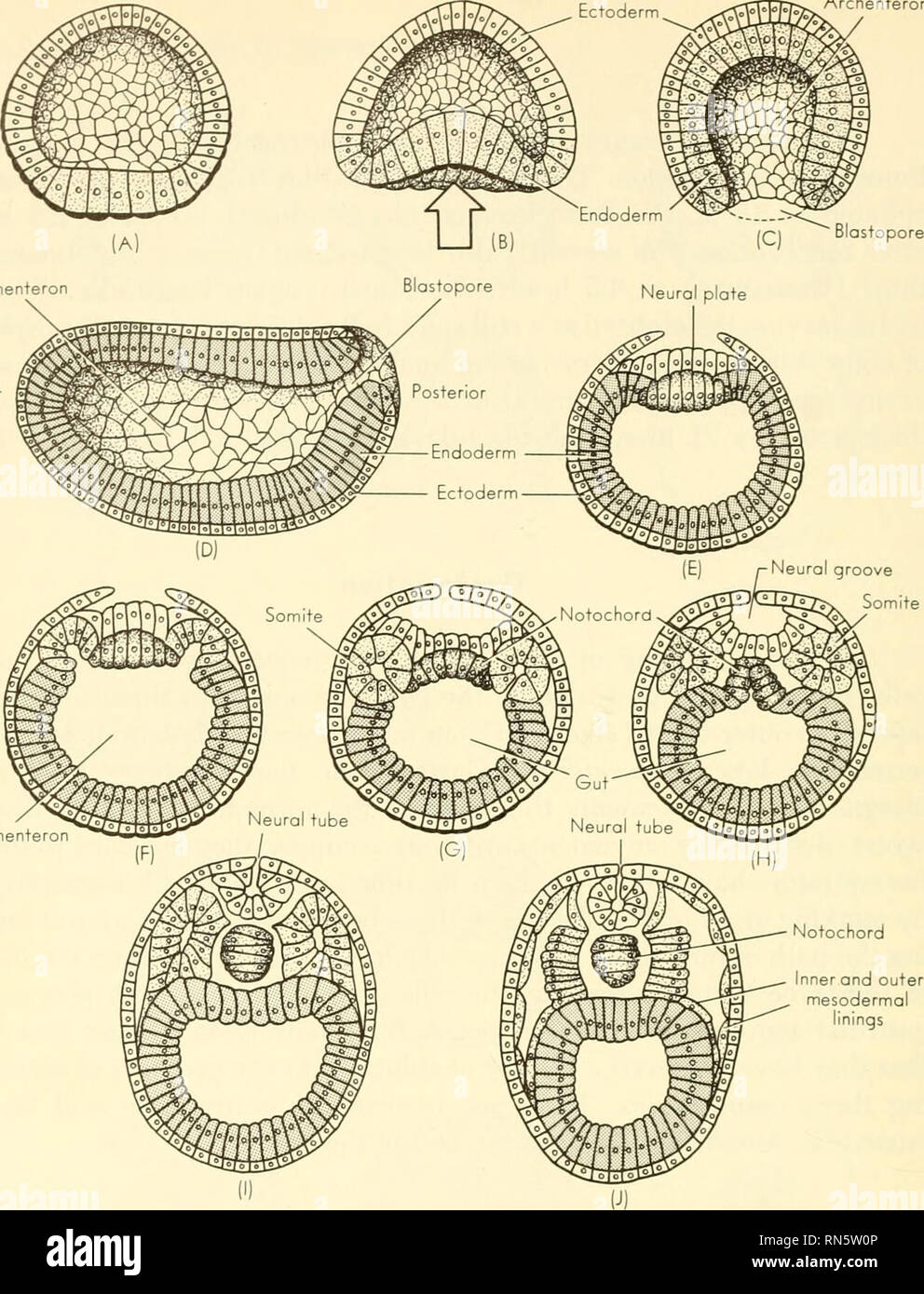Animal growth and development. Embryology; Growth; Biology; Growth;  Embryology; Animals -- growth & development. nner and outer mesodermal  ngs Fig. 28. Gastrulation and later embryonic stages In Amphioxus (after  Villee). cells,