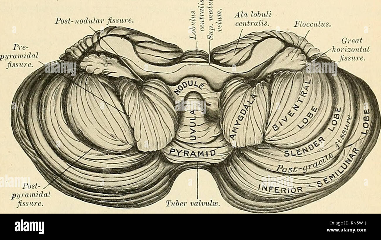 . Anatomy, descriptive and applied. Anatomy. THE CEREBELLUM 885 lodges ...