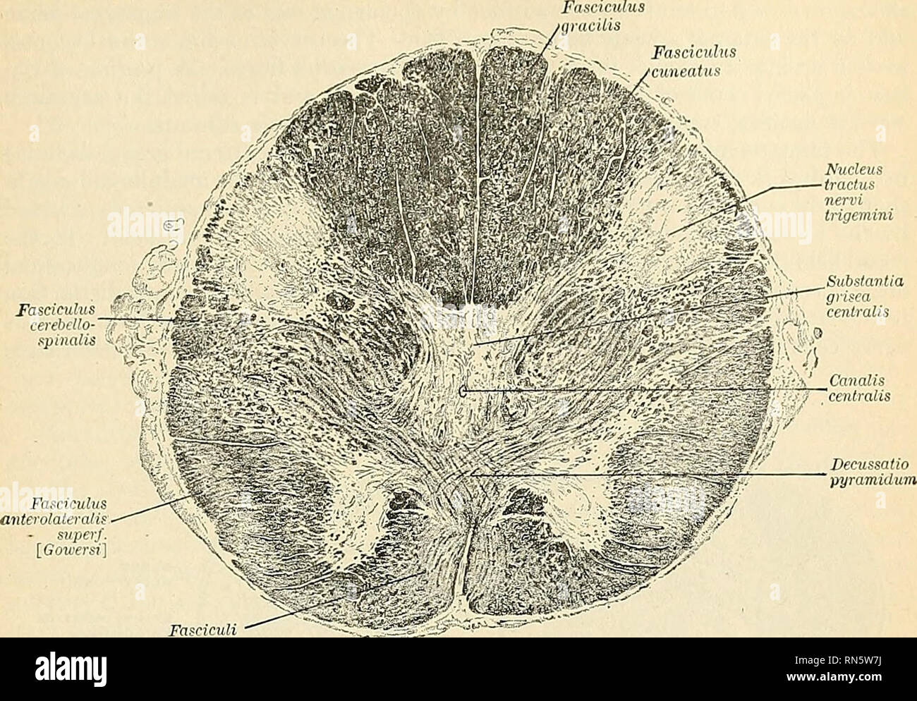 Anatomy, descriptive and applied. Anatomy. AREAS OF THE MEDULLA OBLONGATA  871 of the pyramids; their further course toward the cerebrum will be  described farther on.. Fasciculi • jiyramidales Fig. 642.—Trans-section of