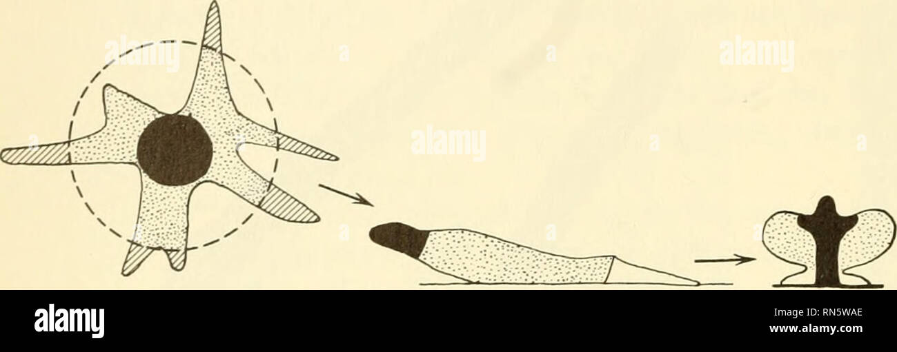 Aggregation Animal Example . Animal growth and development. Embryology; Growth; Biology; Growth ...