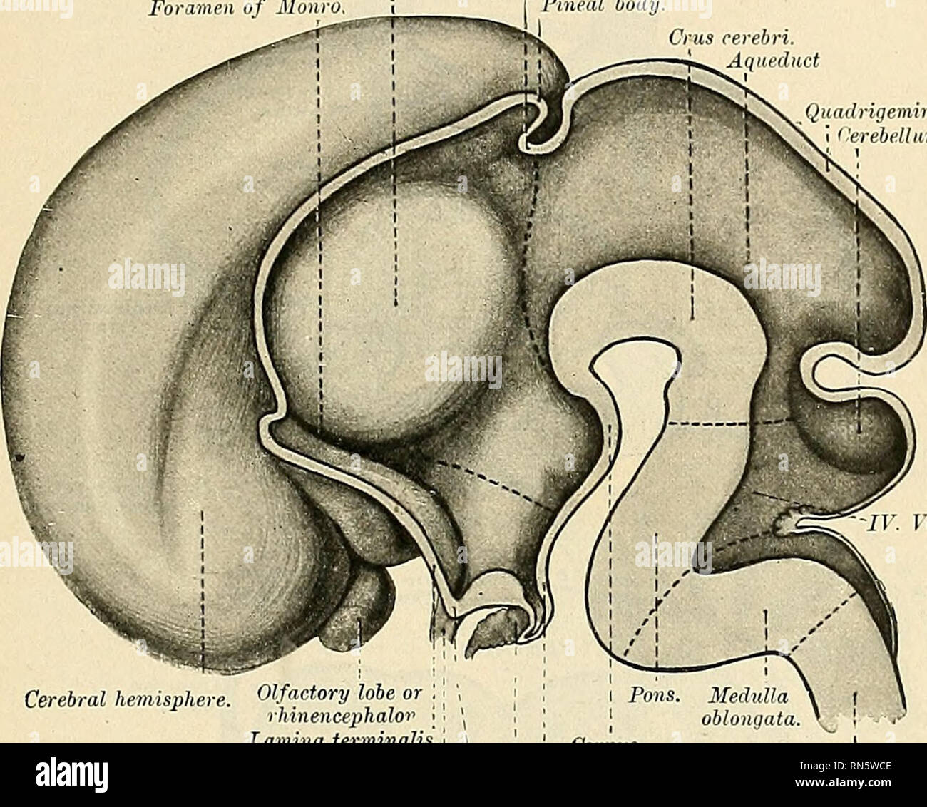. Anatomy, descriptive and applied. Anatomy. THE BBAIN OR ENCEPHALON ...