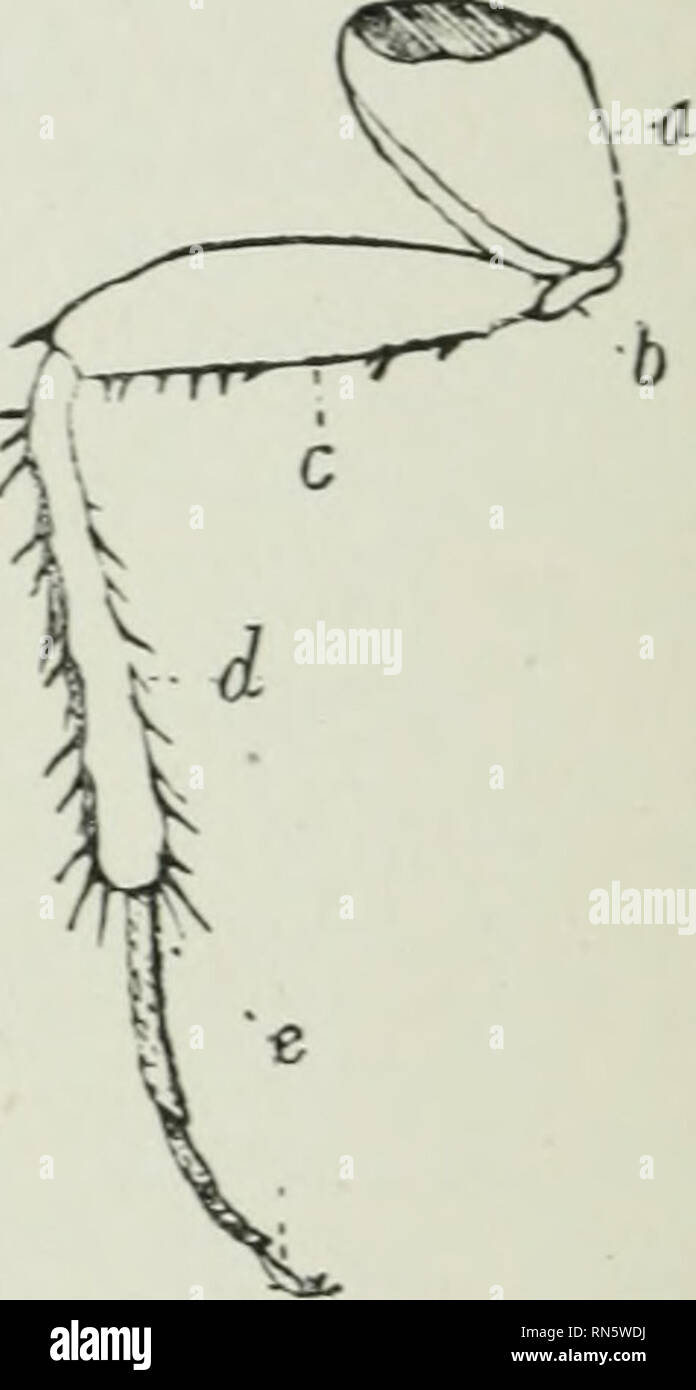 Corresponding legs hires stock photography and images Alamy