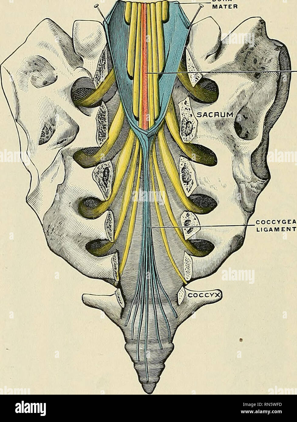 Anatomy, descriptive and applied. Anatomy. 844 THE NERVE SYSTEM The chief peculiarities of the dura of cord, as compared with that investing the brain, are the following: The dura of