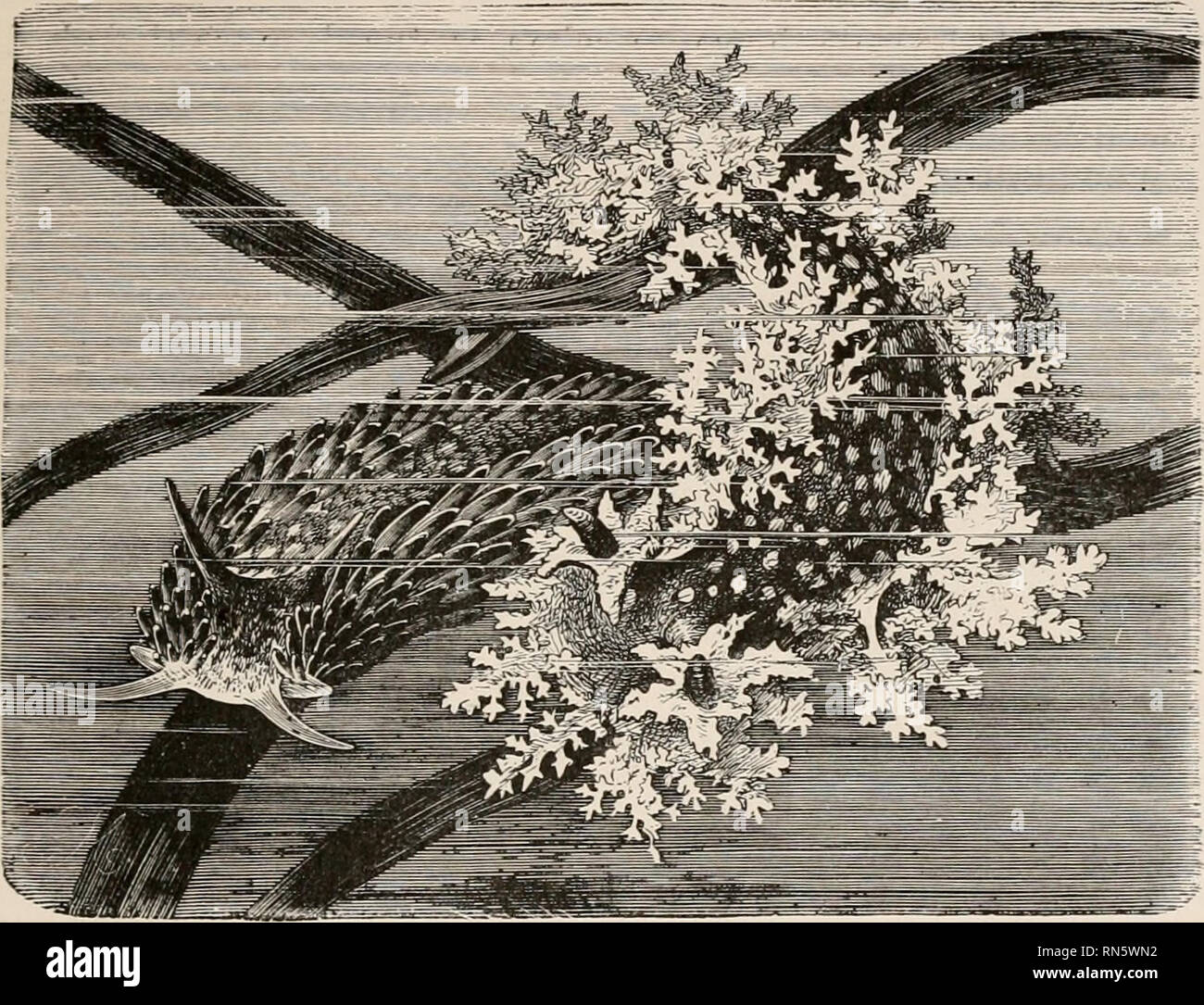 Animal Coloration An Account Of The Principal Facts And Theories Relating To The Colours And Markings Of Animals Color Of Animals Warning Colokation 1r F 75 Delude Or Dissuade Them From