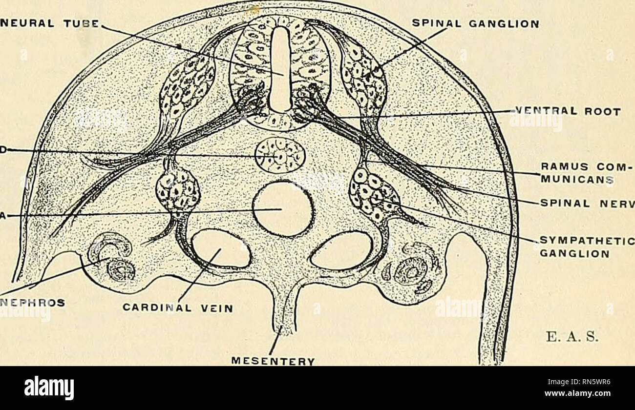 . Anatomy, descriptive and applied. Anatomy. Fig. 577.—Diagrams showing development of neural tube and crest. ate by mitosis, and accumulate in paired masses, corresponding in number to the segments of the body, to become, in part at least, the cerebrospinal ganglion cells of the afferent system, while other similarly paired masses migrate farther ventrad to a prevertebral position to form the gangliated cord and widely spread plexuses of the sympathetic system. From the tissues of the wall of the neural NEURAL TU ENTRAL ROOT MOTOCHOR. MESONEPHROS MESENTERY Fig. 578.—Diagram showing developmen Stock Photo