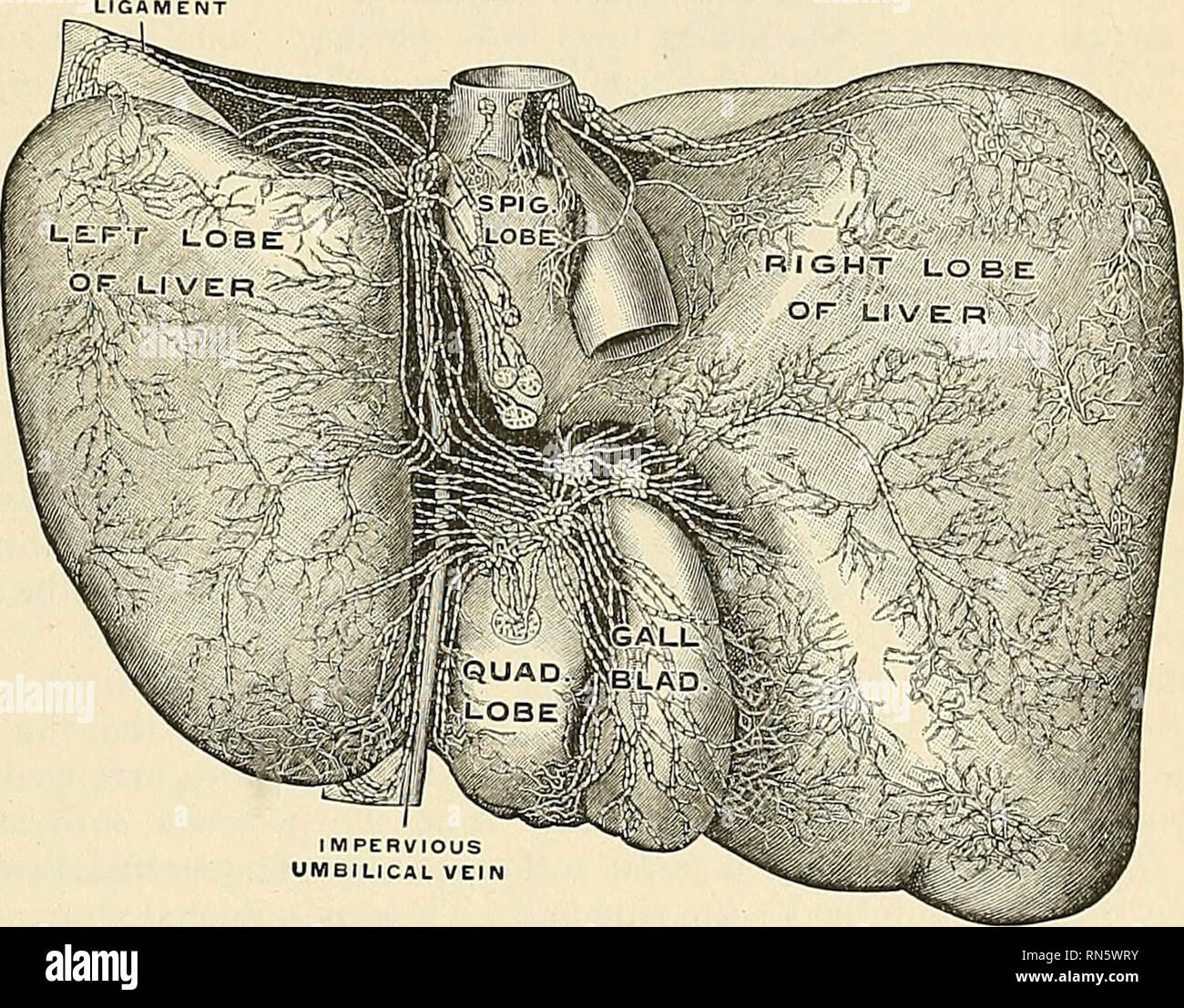 Anatomy Descriptive And Applied Anatomy L Ympha Tic Vessels Of A Bd Omina L A Nd Pel Vic Viscera 795 The Oesophageal Opening And Terminate In The Paracardial Nodes Of The