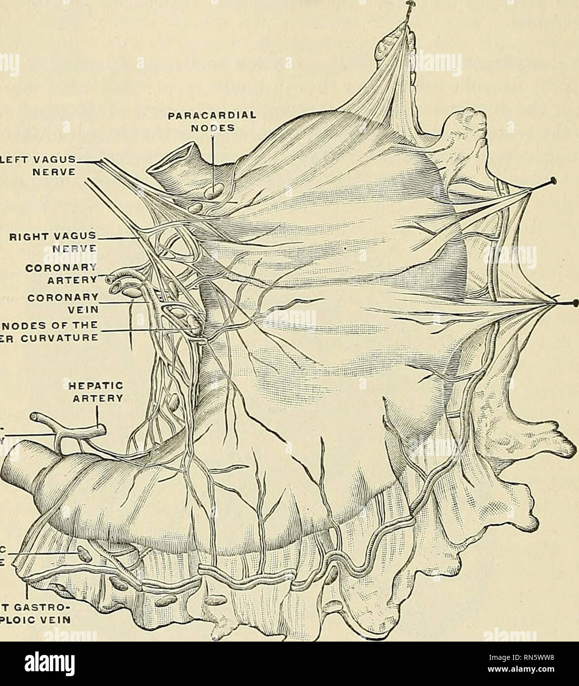 Superior mesenteric plexus hires stock photography and images Alamy