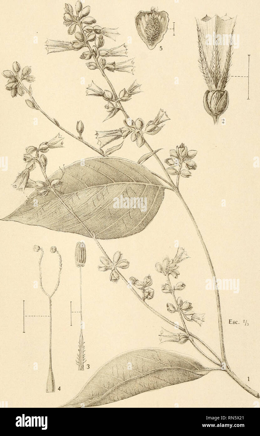 . Anexos das Memrias do Instituto de Butantan, Seco de Botnica. Plants -- Brazil. An, das Mem. do Instituto de Butantan — Vol. I -fase V! Tab. 4. G. M. dei. 4655 - H Bonamia matlogrossens^i.^. Hoehne. Please note that these images are extracted from scanned page images that may have been digitally enhanced for readability - coloration and appearance of these illustrations may not perfectly resemble the original work.. Instituto Butantan. Seco de Botnica. S. Paulo : Comp. Melhoramentos de S. Paulo Stock Photo