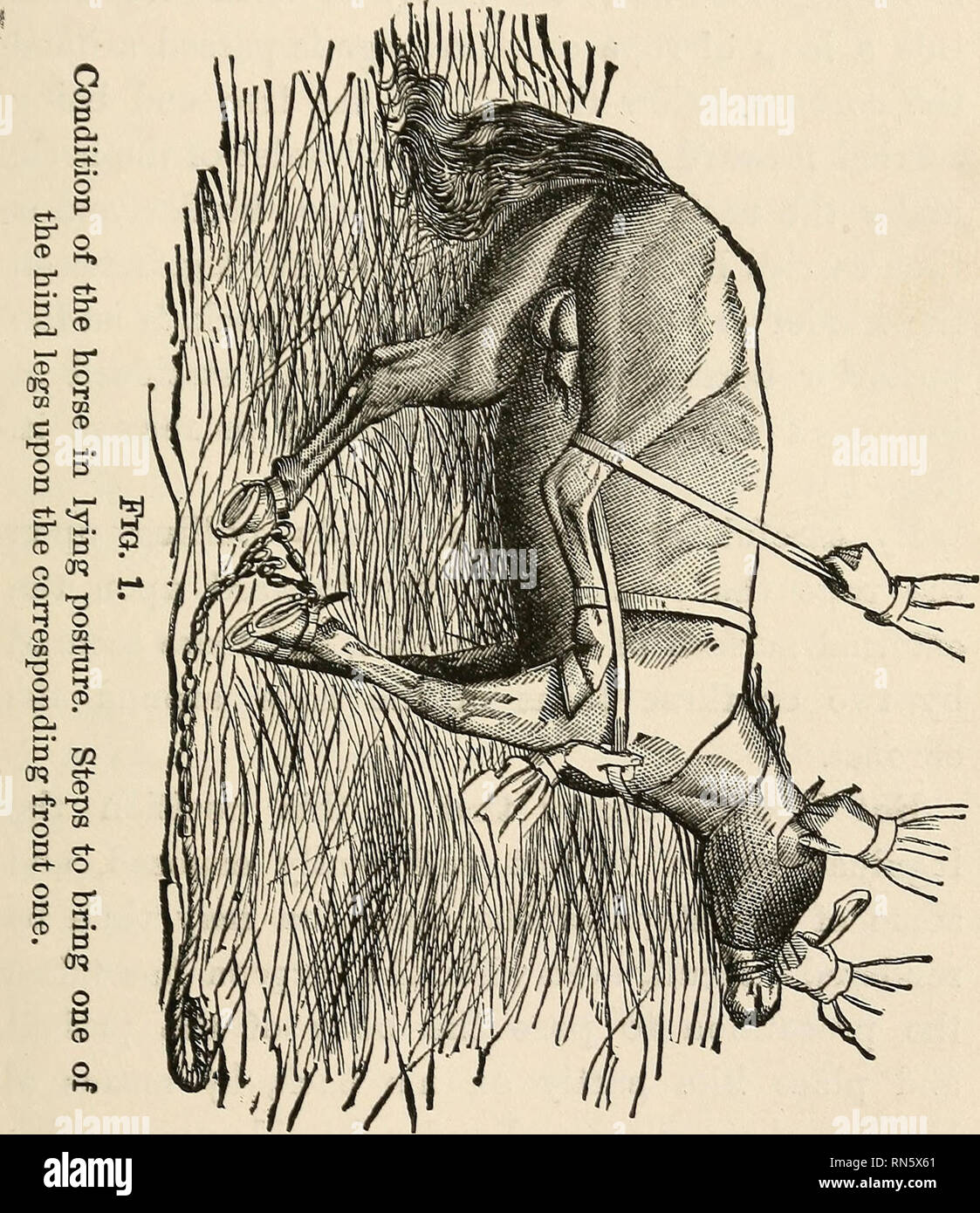 36 MEANS OF RESTEAINT. ble breaking of that portion of the chain which embr...