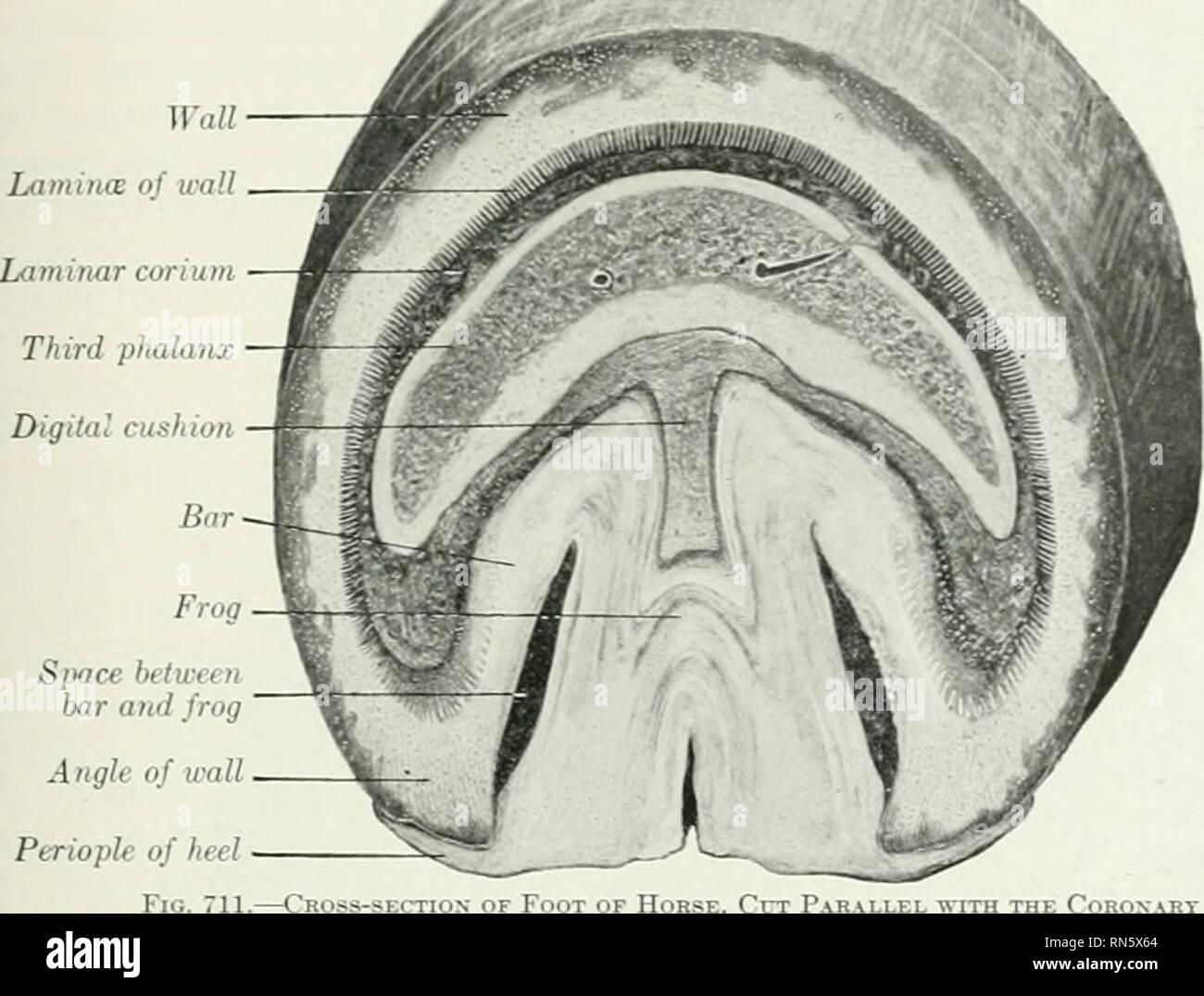 . The anatomy of the domestic animals. Veterinary anatomy. THE HOOF 889 sole by horn of lighter eolor and softer texture, wliieh appears on the ground surface of the hoof as the so-called white line (Zona lamellata). Wall Ldinina: of wall. Angle of wall Periople of heel OSS-SECTION OF Foot of Horse, Crr Parallel with the Coroxary Border. The wall appears much thicker at the angles than it actually is, because it is cut very obliciuely. In tlie case of unshod horses at liberty the wall is usually worn off to the level of the adjacent sole, but if the ground is too soft the wall is likely to bec Stock Photo