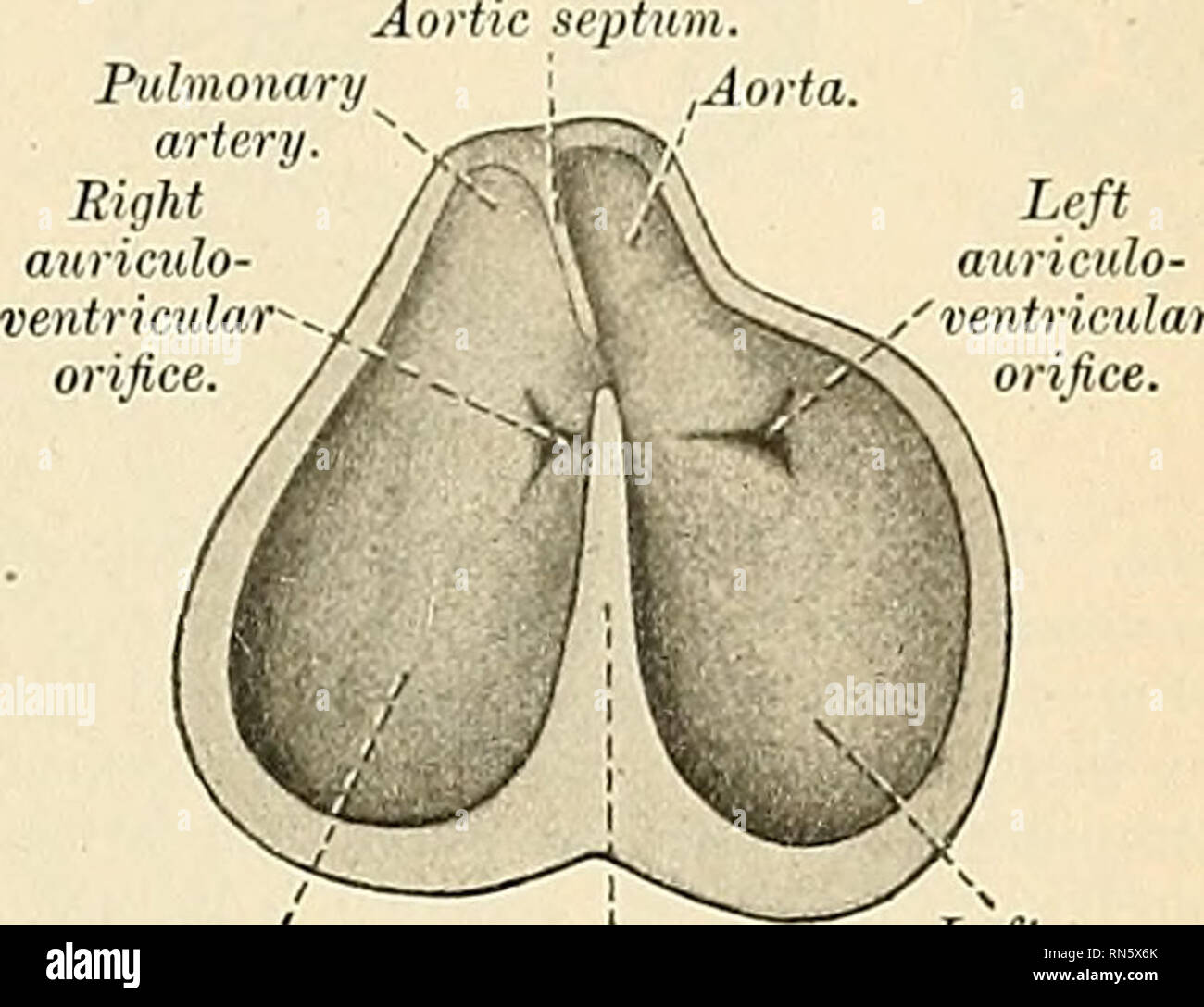 Anatomy, descriptive and applied. Anatomy. ? Right veyiiricle 