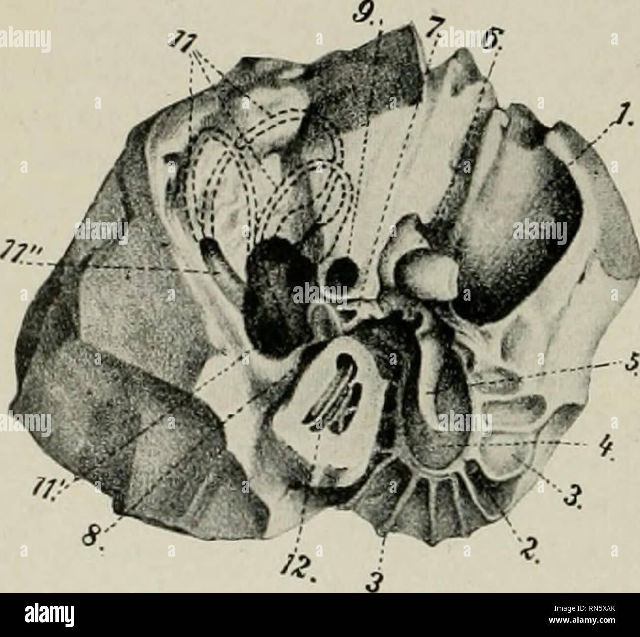 . The anatomy of the domestic animals. Veterinary anatomy. 876 THE SENSE ORGANS AND SKIN OF THE HORSE antl the greater part of tlie incus; (3) a relatively large ventral recess in the bulla ossea. The lateral, membranous wall (Paries membranacea) is formed largely by the thin membrana tympani, which closes the medial end of the external acoustic meatus, and thus forms the septum lietween the external and middle parts of the ear. The membrane is an oval disc, which slopes ventro-mcdially at an angle of about 30 degrees with the lower wall of the external acoustic meatus. The circumference is at Stock Photo