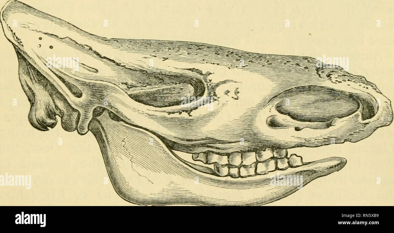 . The ancient lifehistory of the earth; a comprehensive outline of the